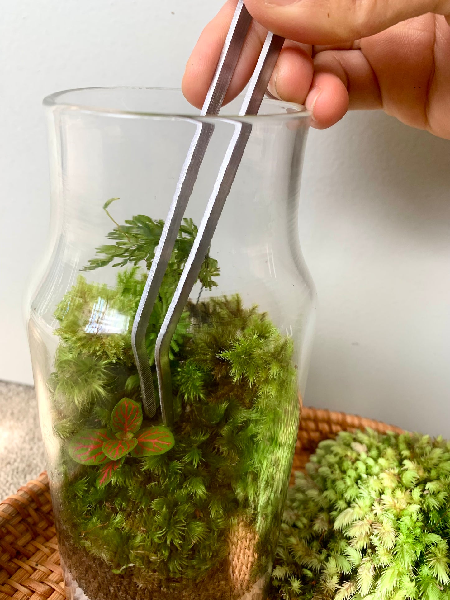 Stainless Steel Long Curved Tweezers for Terrariums