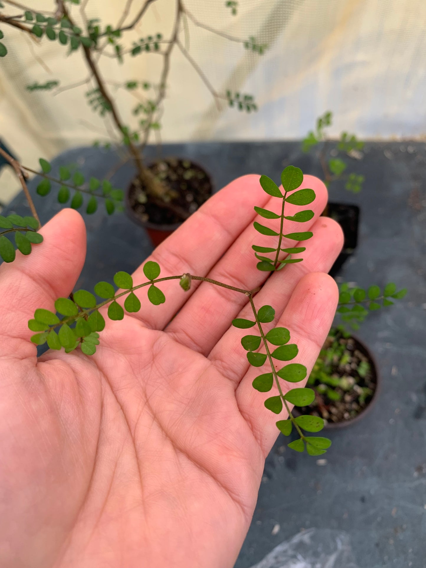 60 Kōwhai seeds (Sophora Microphylla)
