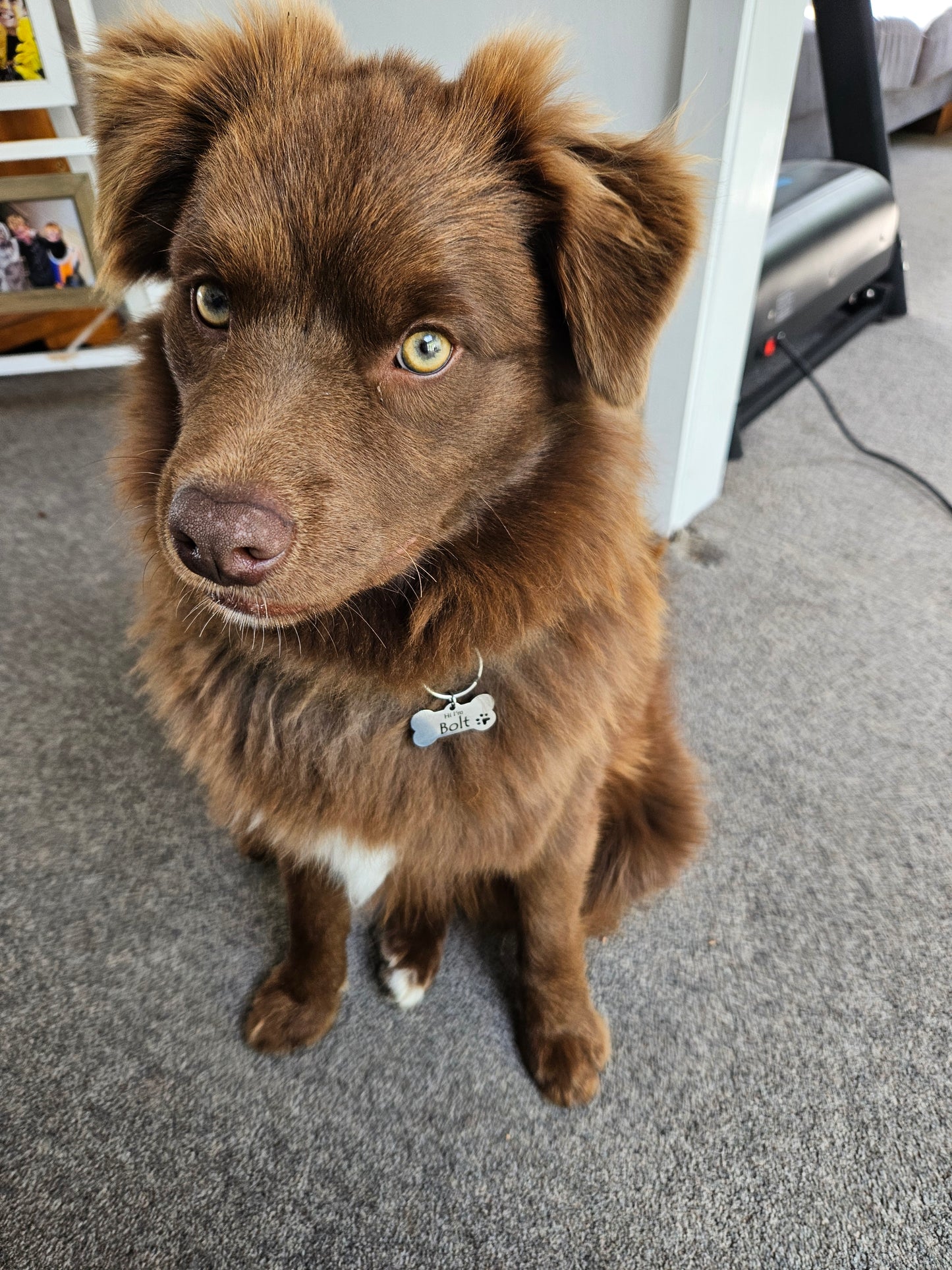 Stainless Steel Pet Tag