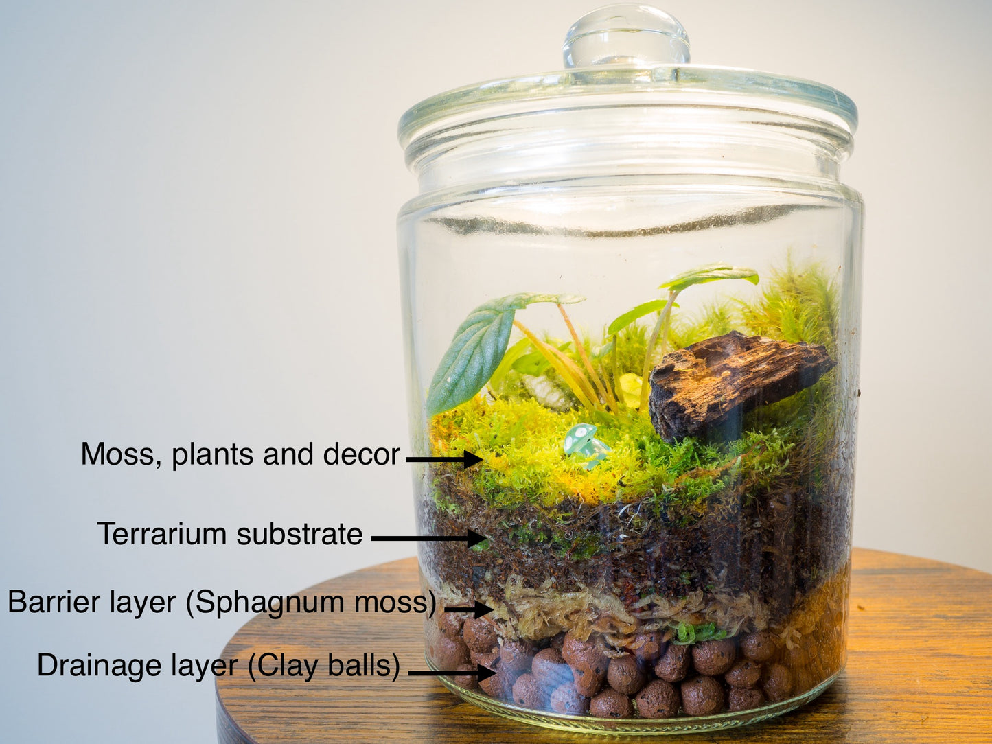 Terrarium Plants Rooted Cutting Pack