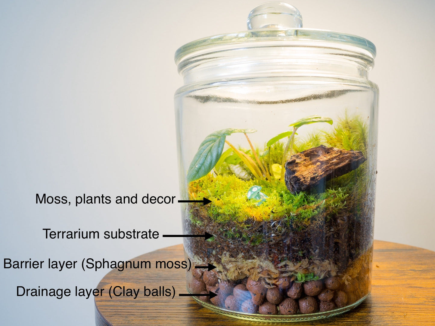 Live Green Sphagnum Moss Tips (Sphagnum cristatum)