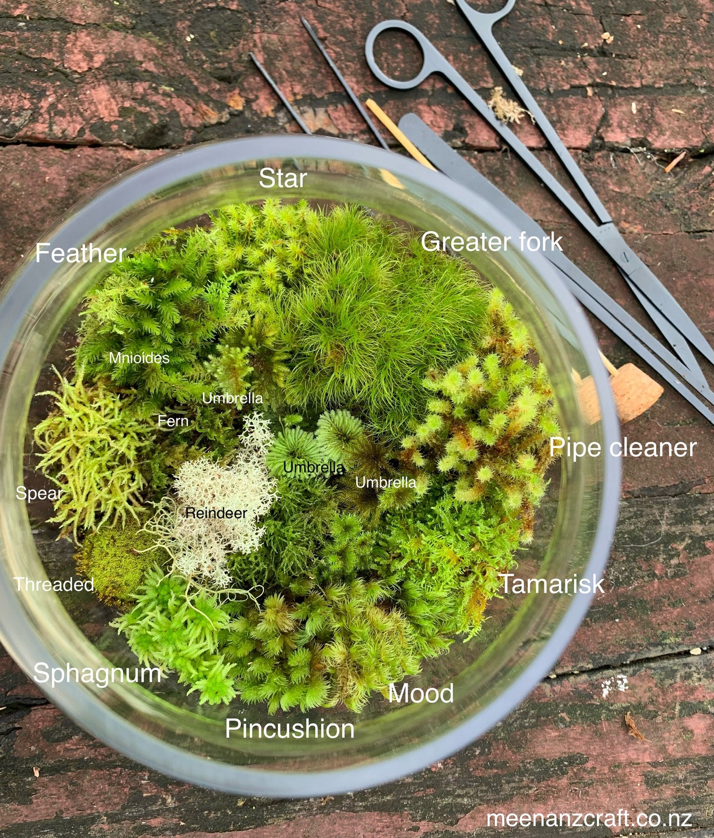 Umbrella Moss #2 (Hypopterygium rotulatum) Rare