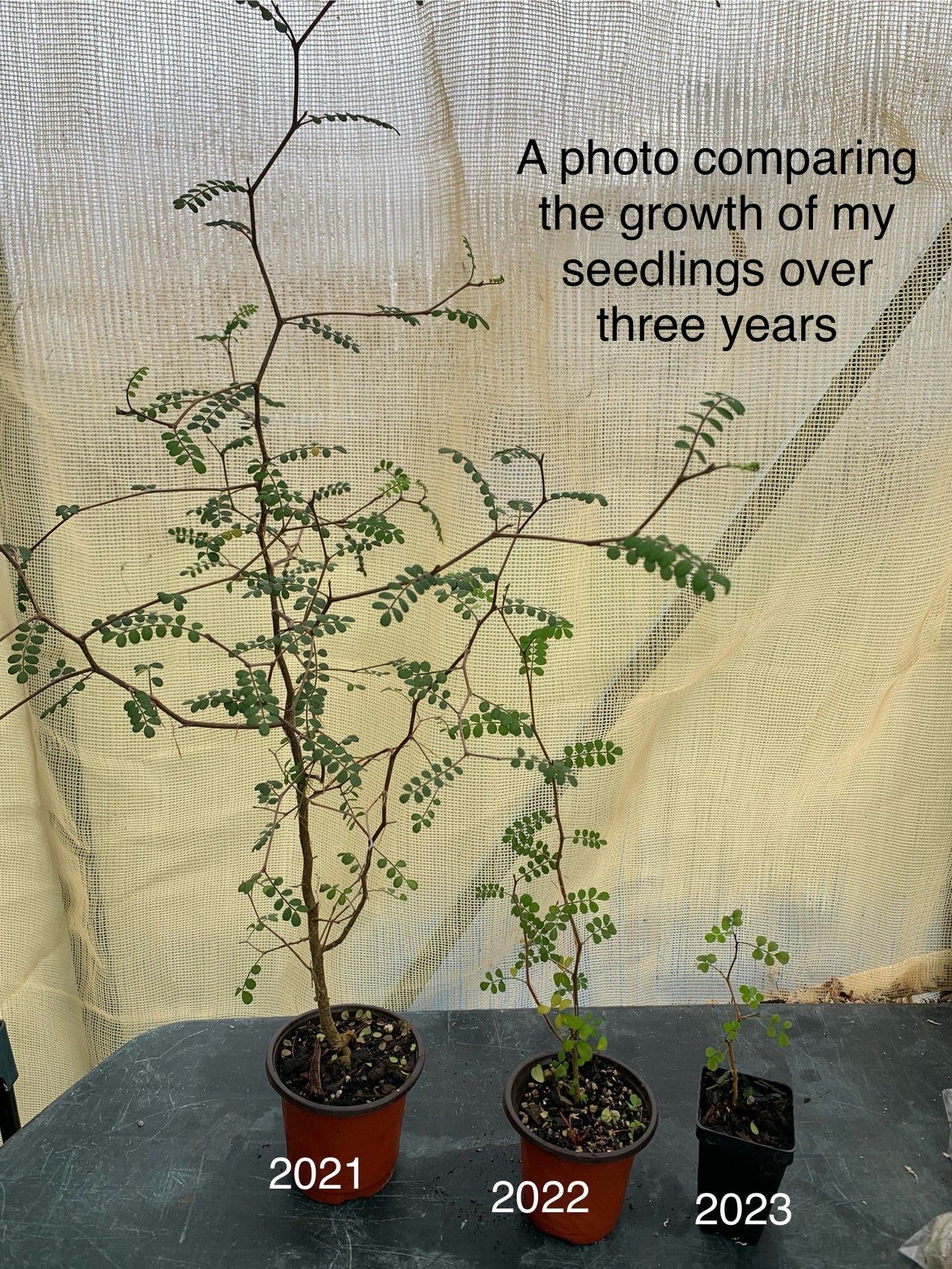 60 Kōwhai seeds (Sophora Microphylla)