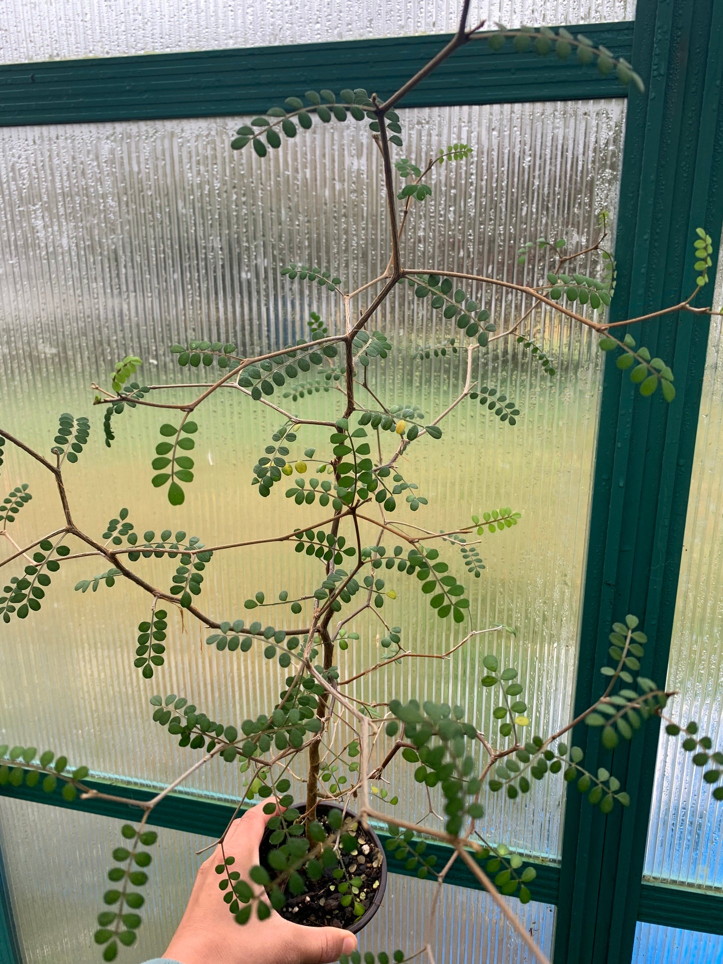60 Kōwhai seeds (Sophora Microphylla)
