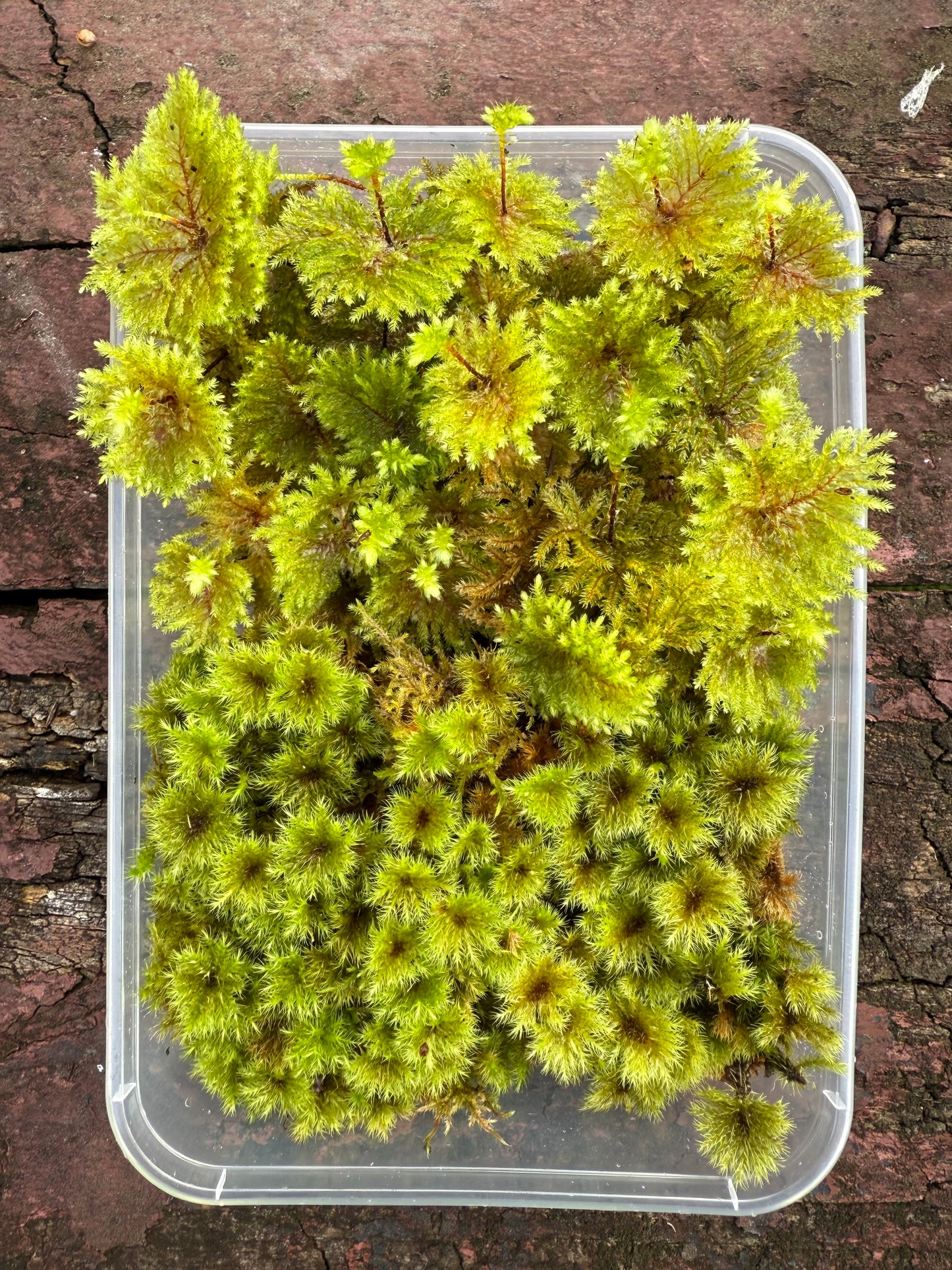 Mixed Umbrella Moss