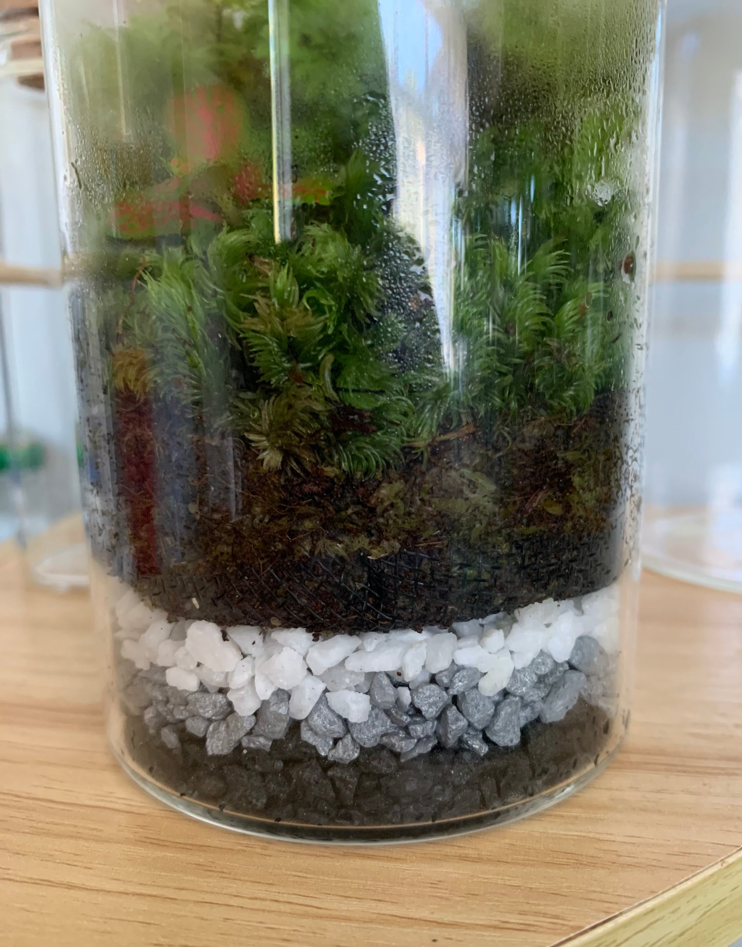 White Decorative Pebbles for Terrariums