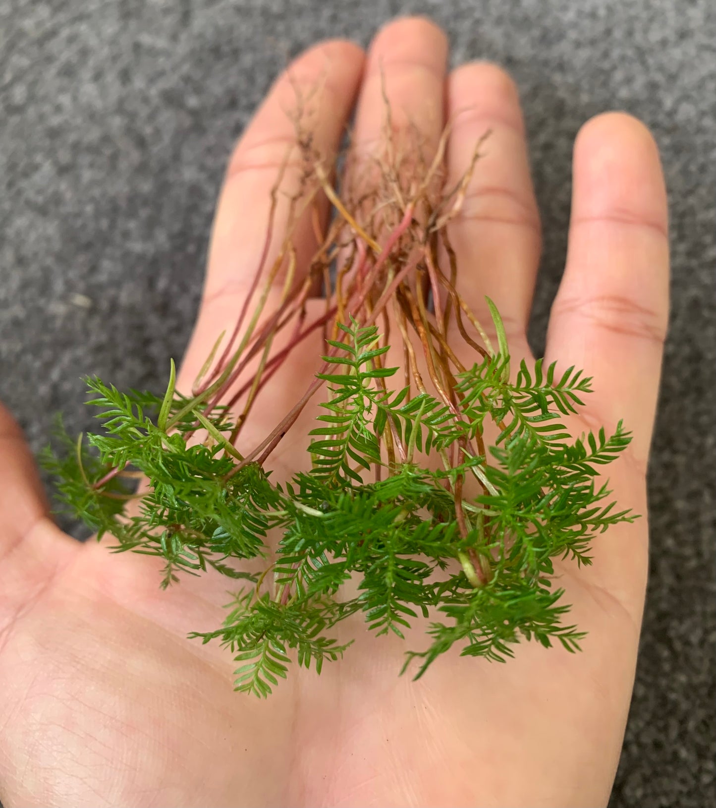 30 Kahikatea Seedlings (NZs Tallest Native Tree)