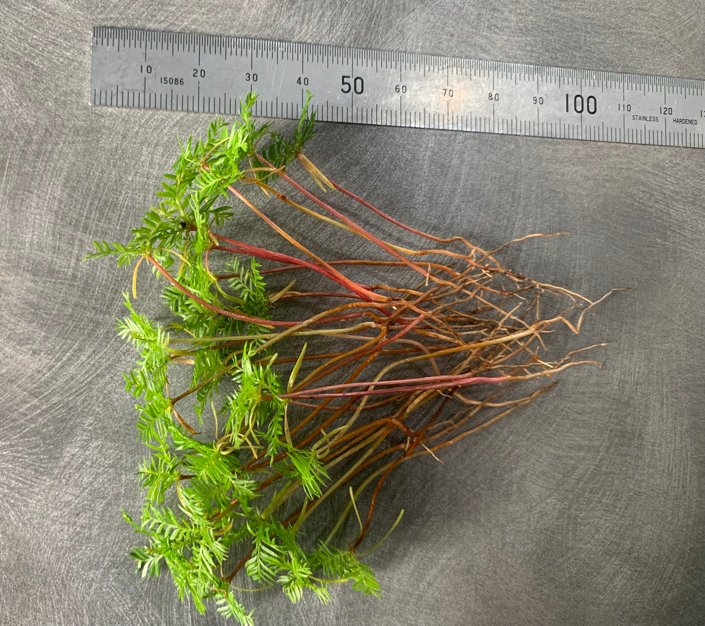 30 Kahikatea Seedlings (NZs Tallest Native Tree)