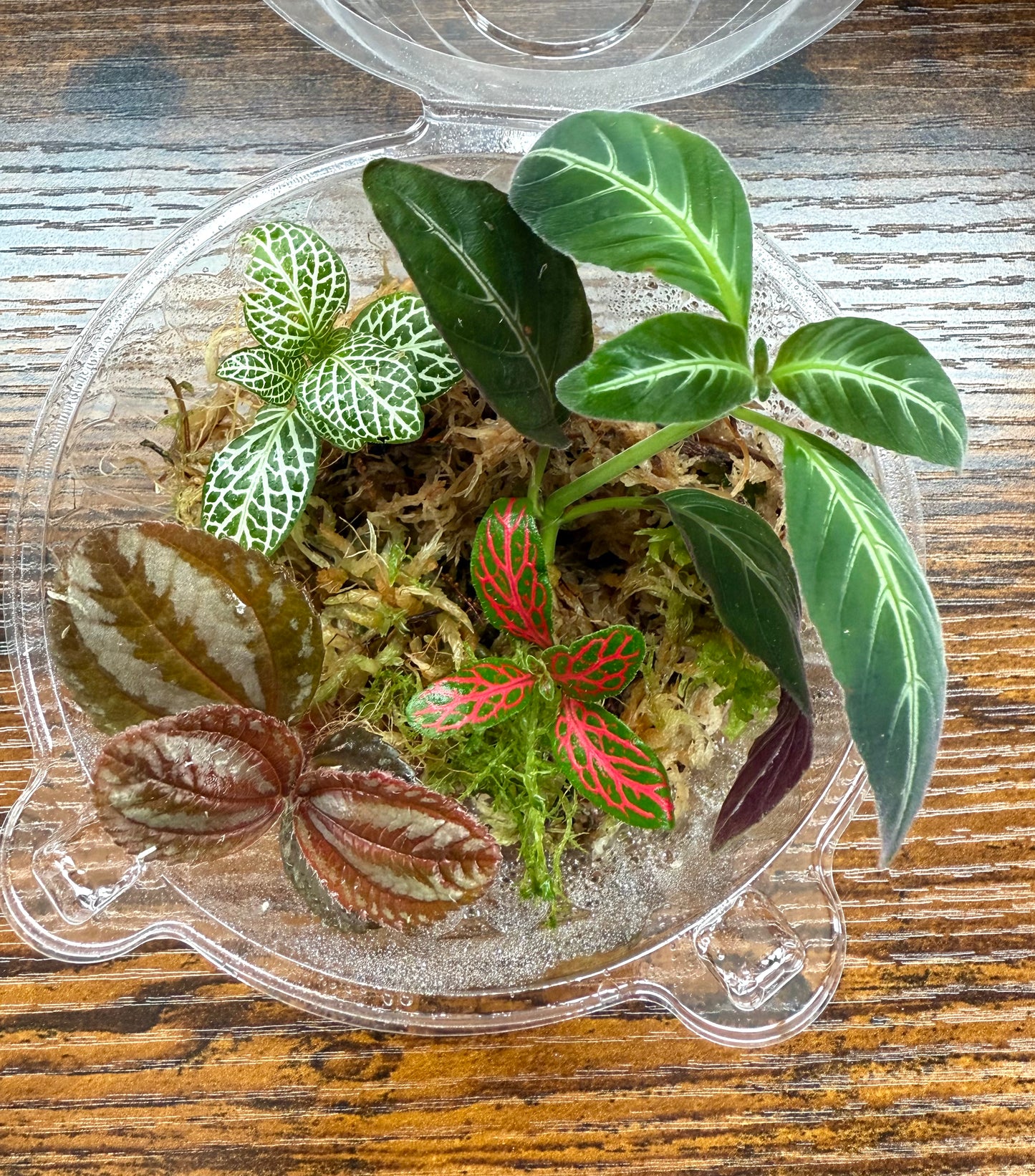 Terrarium Plants Rooted Cutting Pack