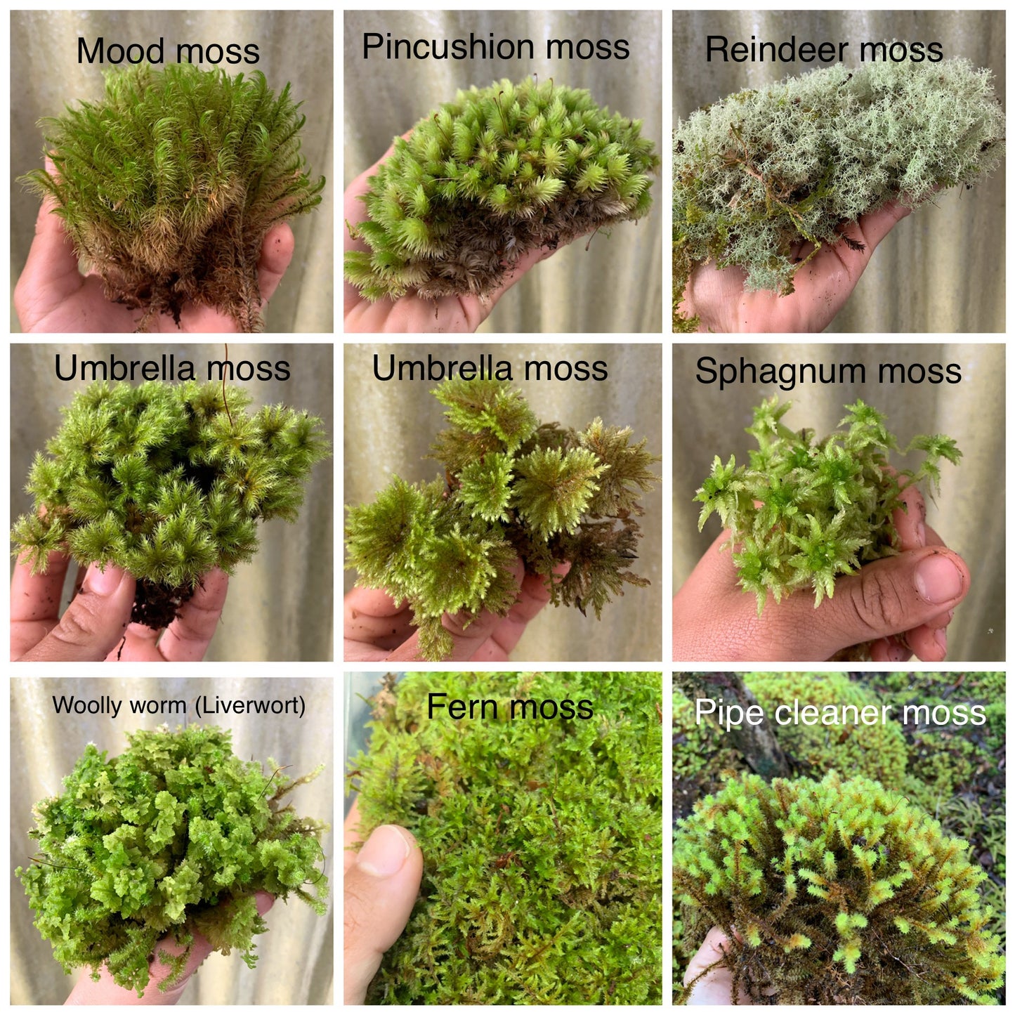 Living Terrarium Moss and Liverwort (9 Mixed Varieties)