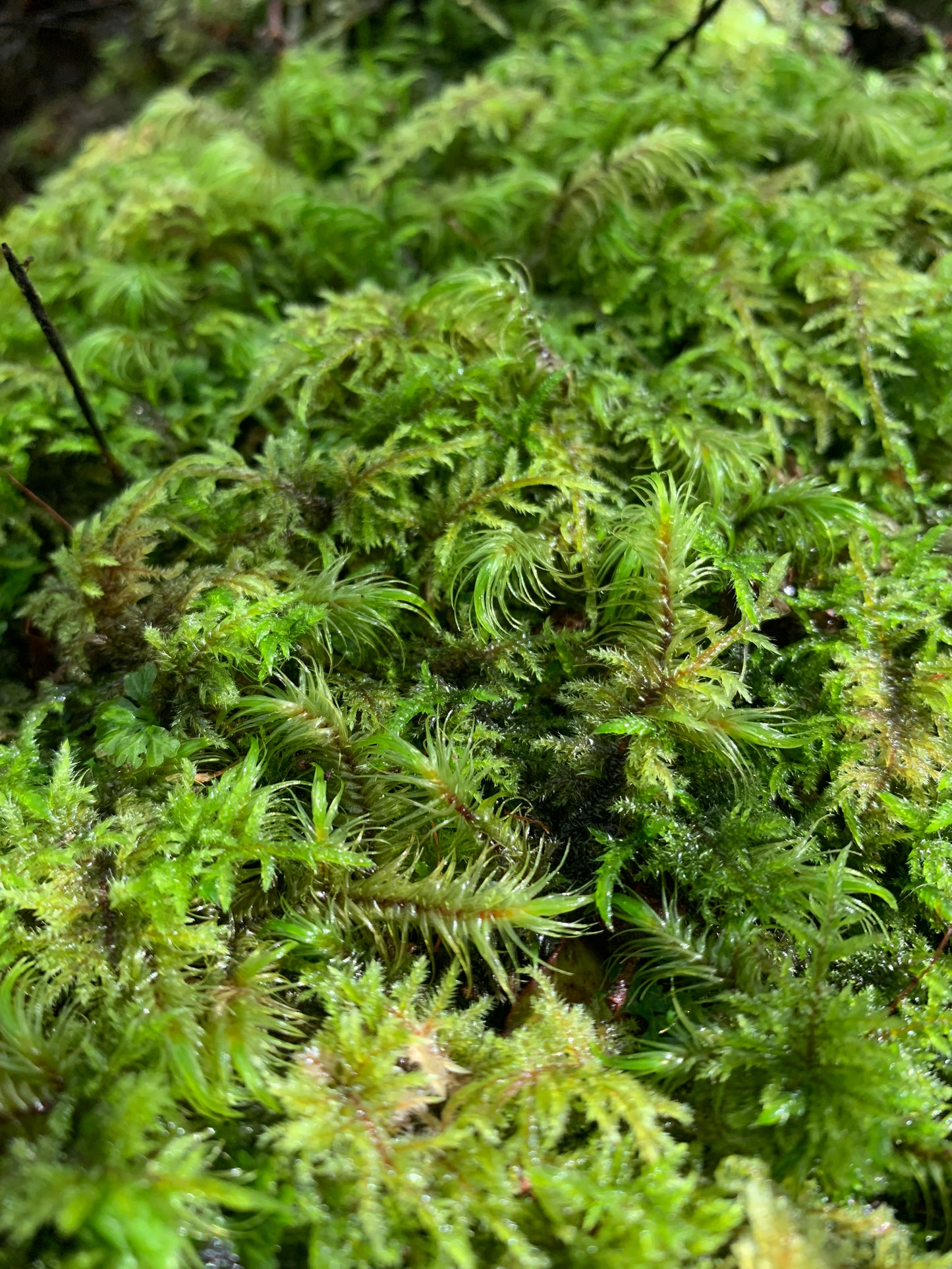 Fern Moss (Thuidium furfurosum)