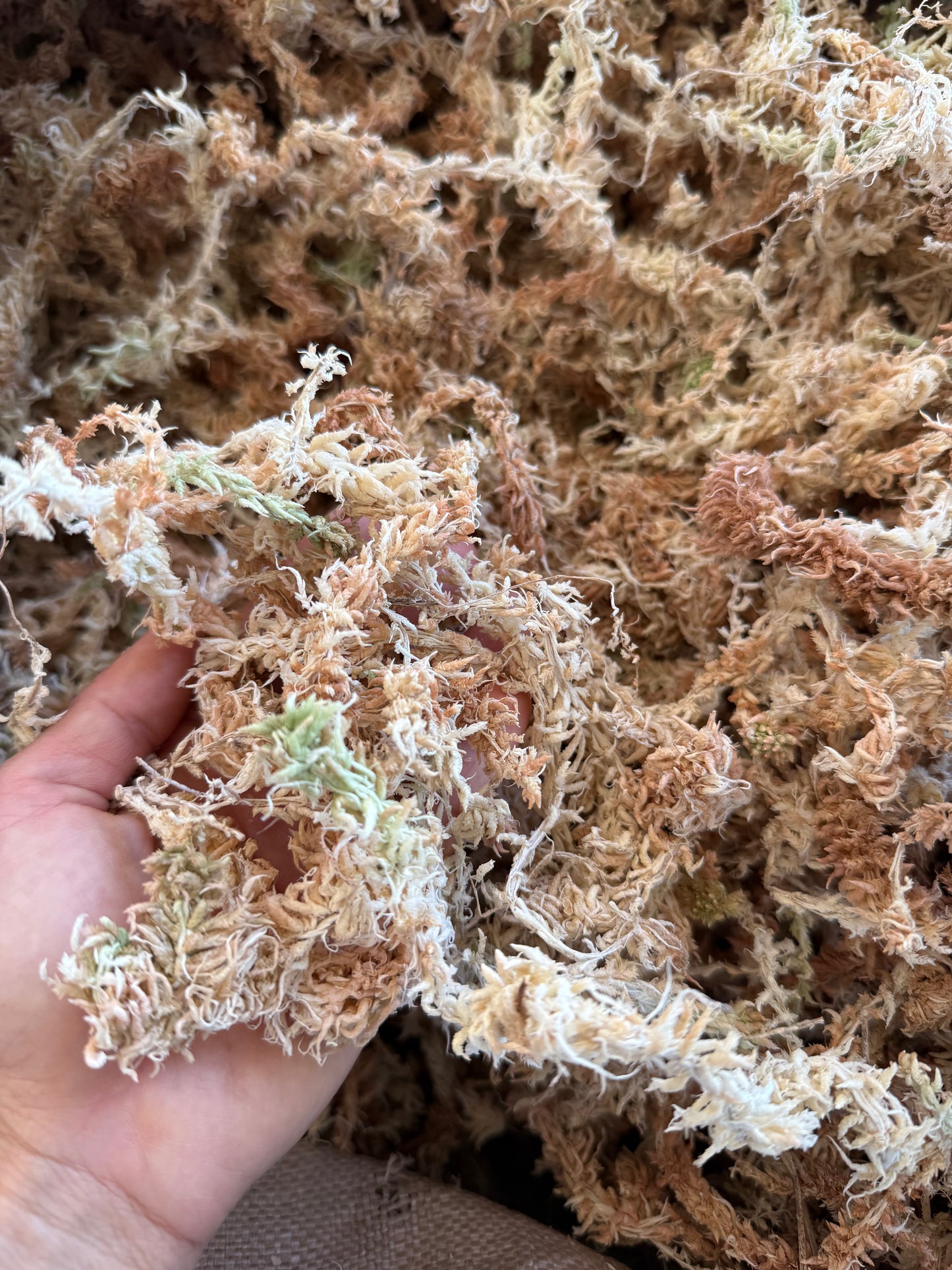 Bulk Pack Dried Long-Strand West Coast Sphagnum Moss
