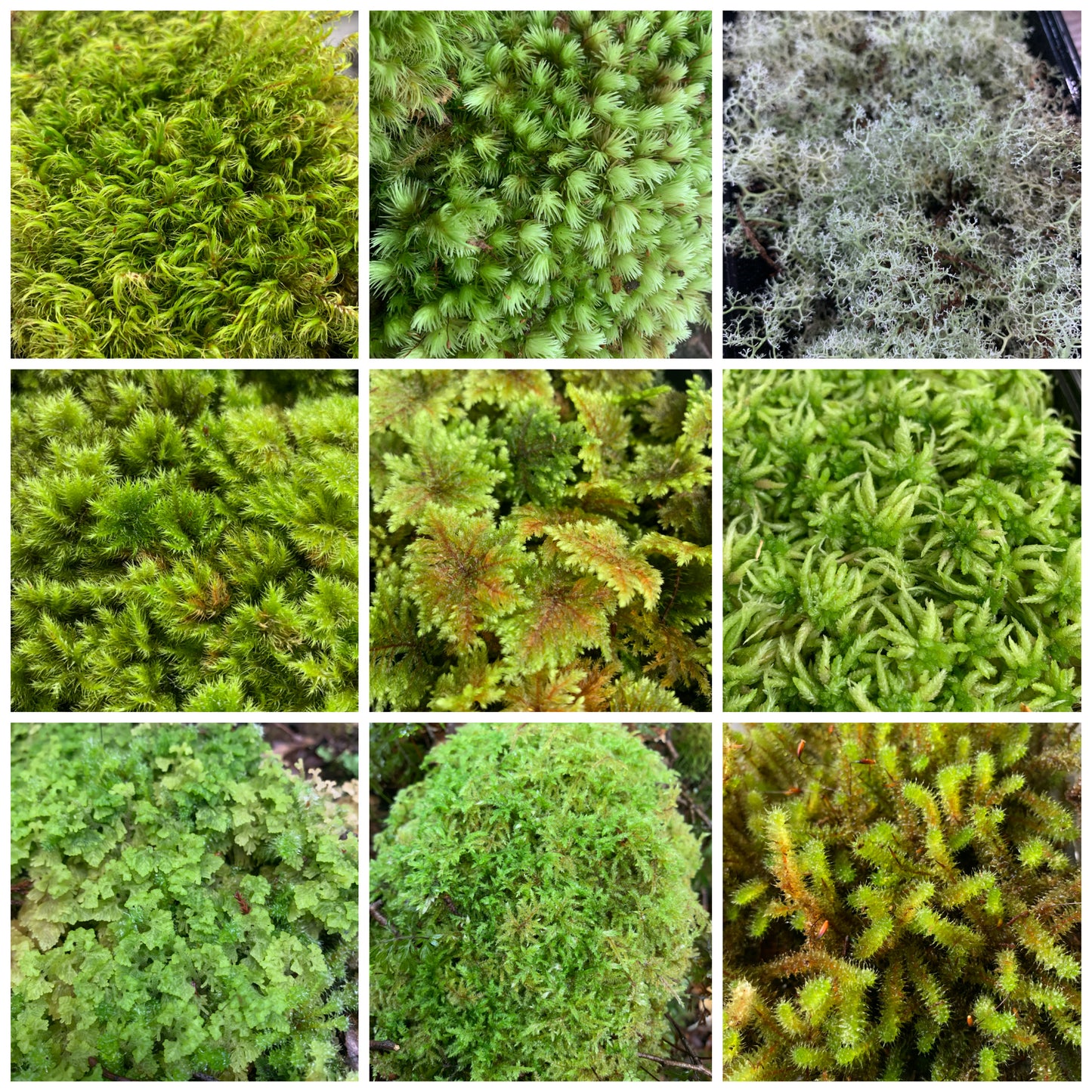 Living Terrarium Moss and Liverwort (9 Mixed Varieties)