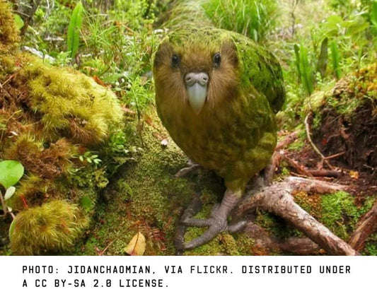 Meet the Kākāpō, New Zealand’s Unique Night Parrot