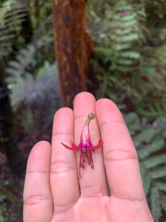 The Kōtukutuku Tree's Winter 'Letting Go