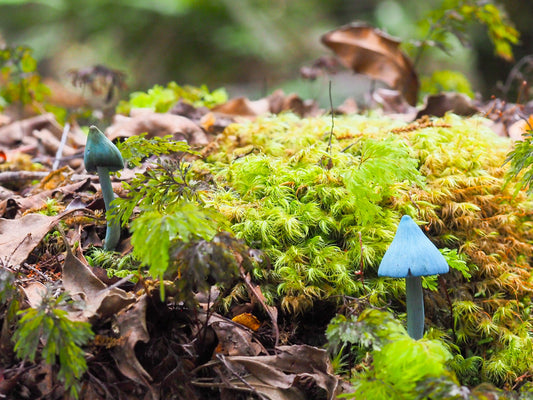 Discovering the Hidden World of New Zealand's Moss