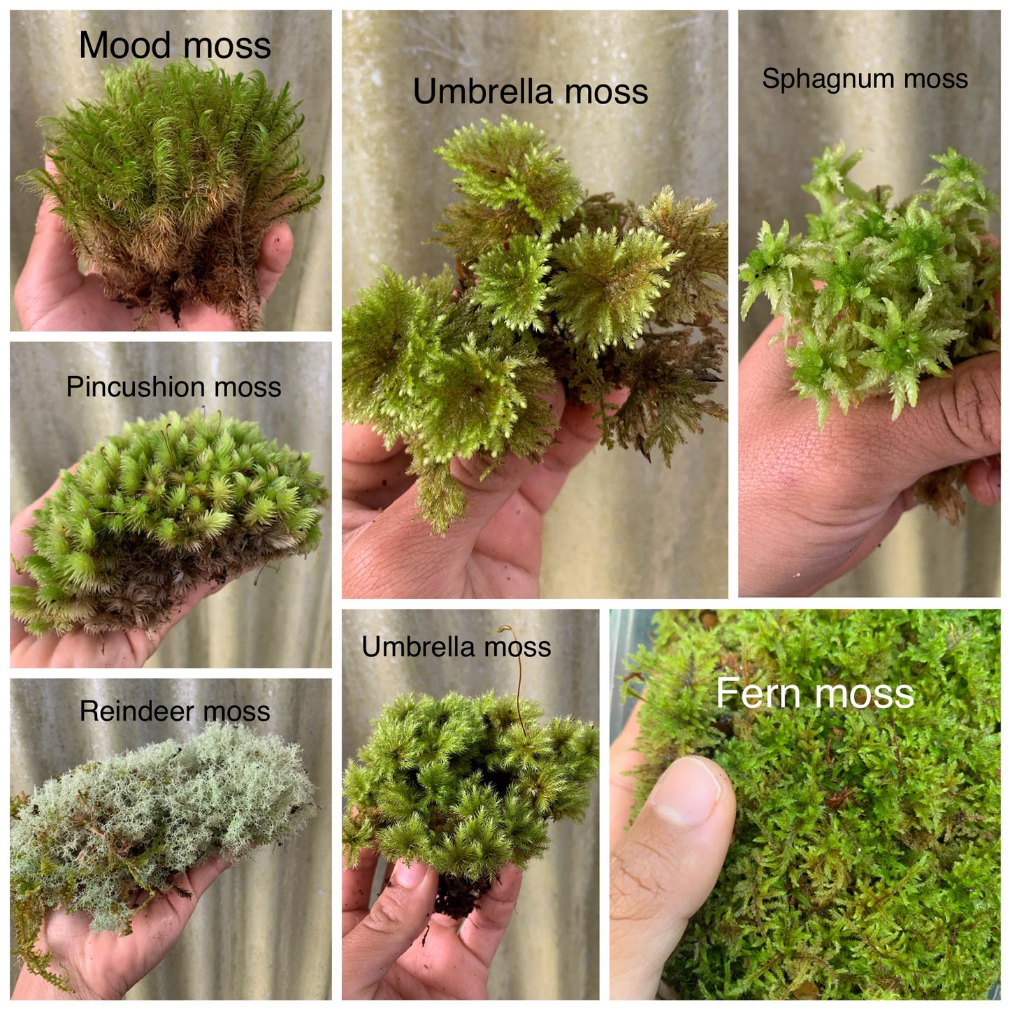 Living Terrarium Moss (7 Mixed Varieties)