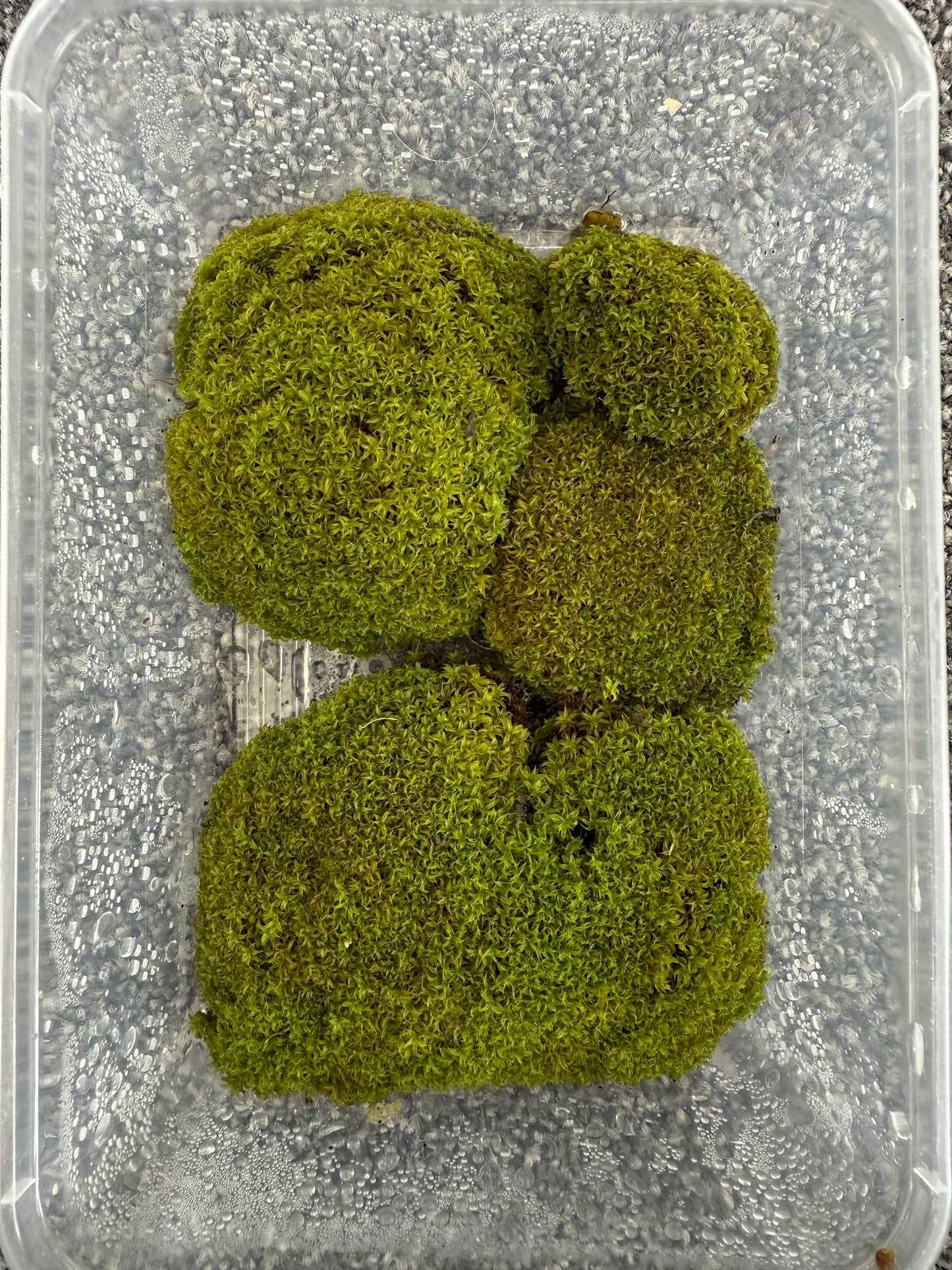Threaded moss (Bryum moss, Sun Tolerant Moss)