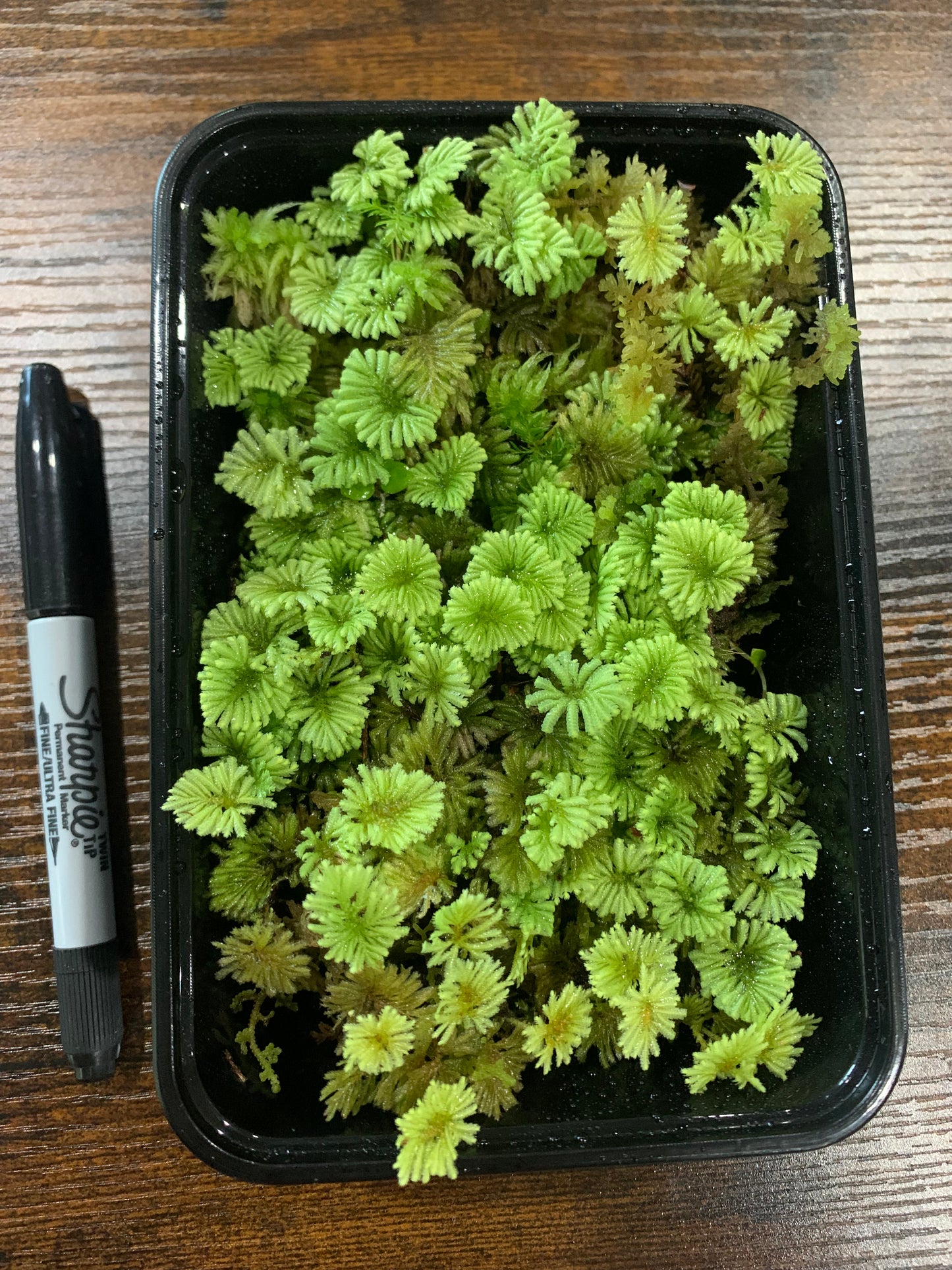 Umbrella Moss #2 (Hypopterygium rotulatum) Rare