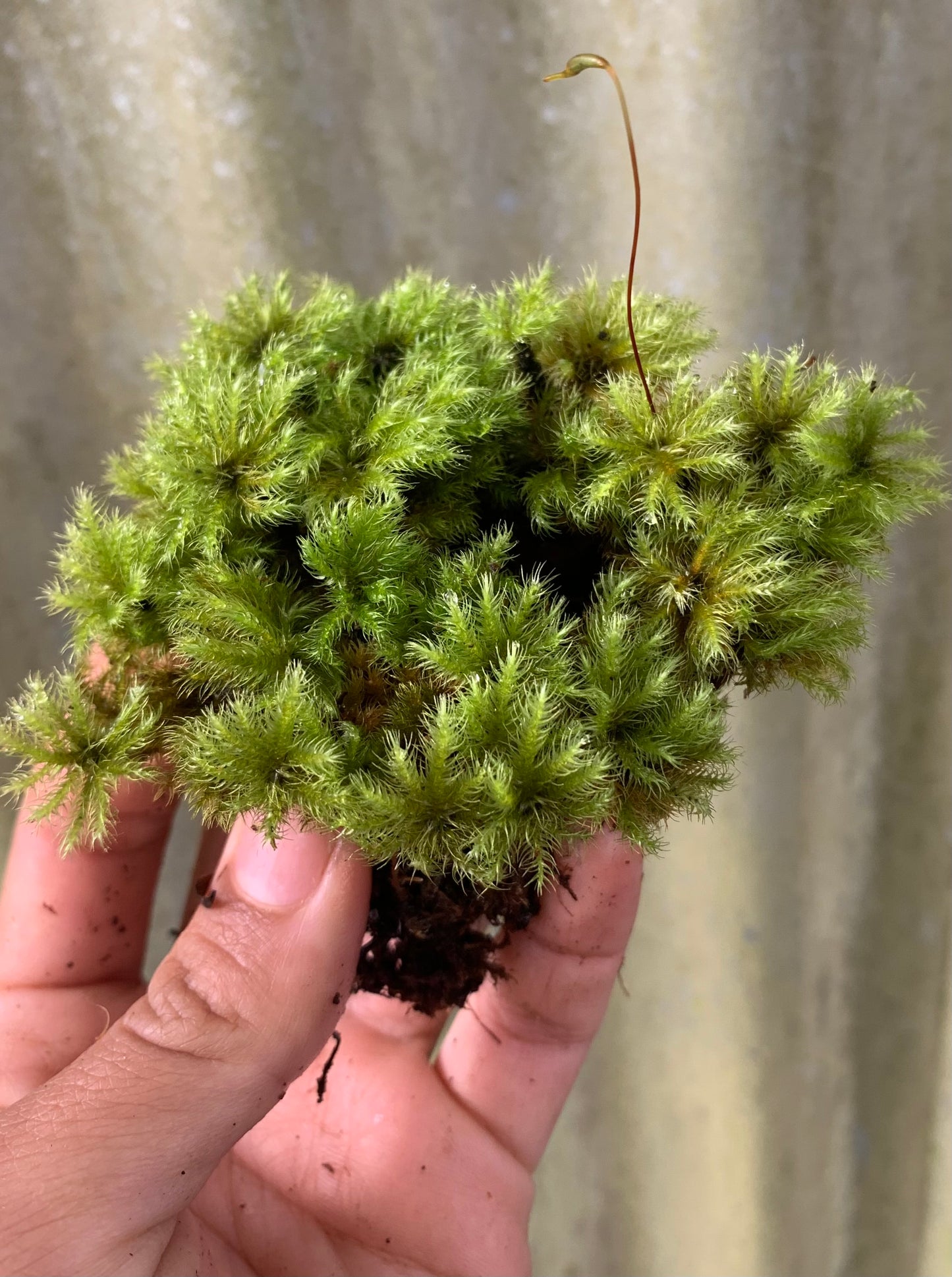 Umbrella Moss #3 (Hypnodendron colensoi)