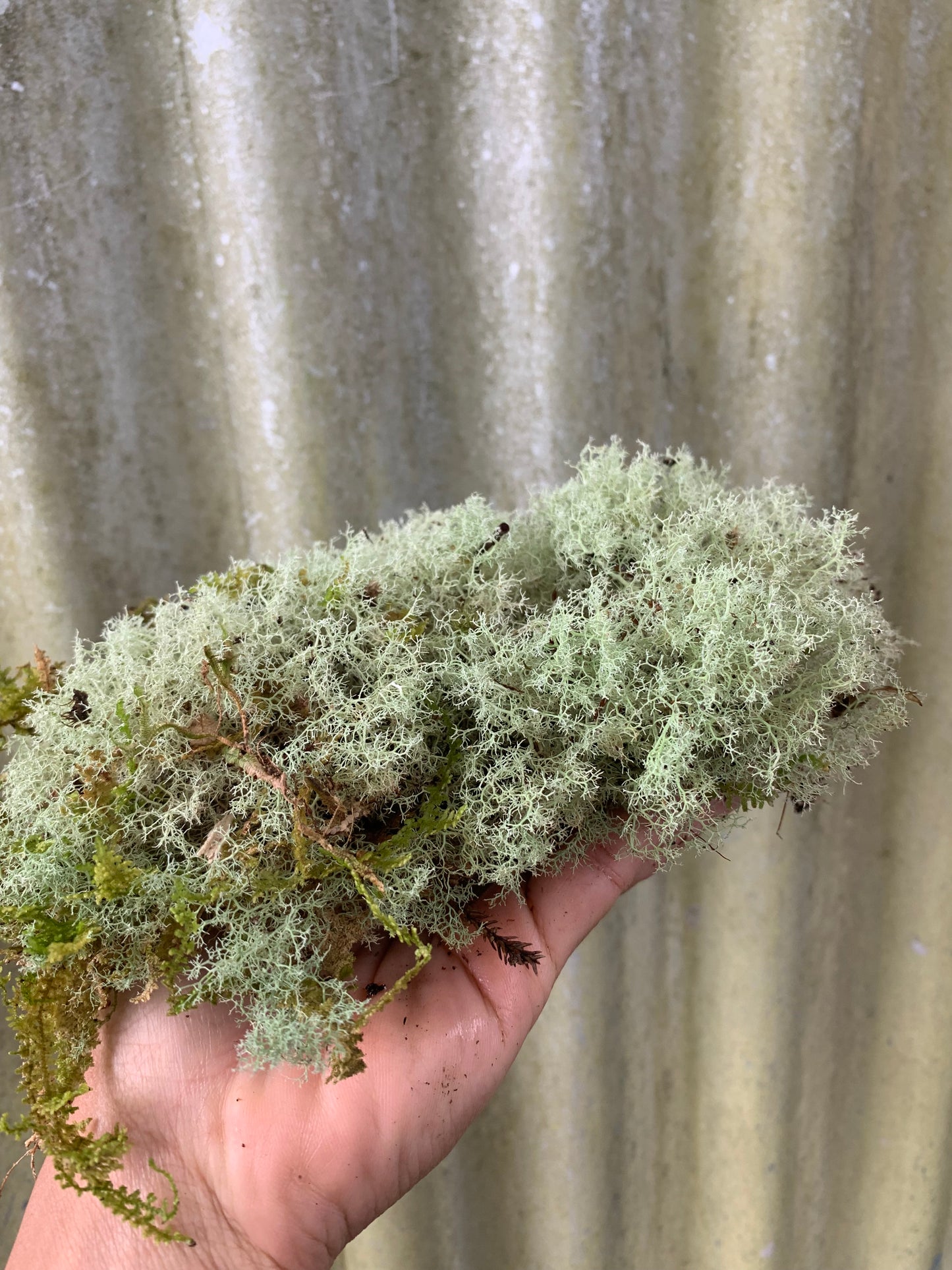 Reindeer Moss (Cladonia evansii, Reindeer Lichen) Rare