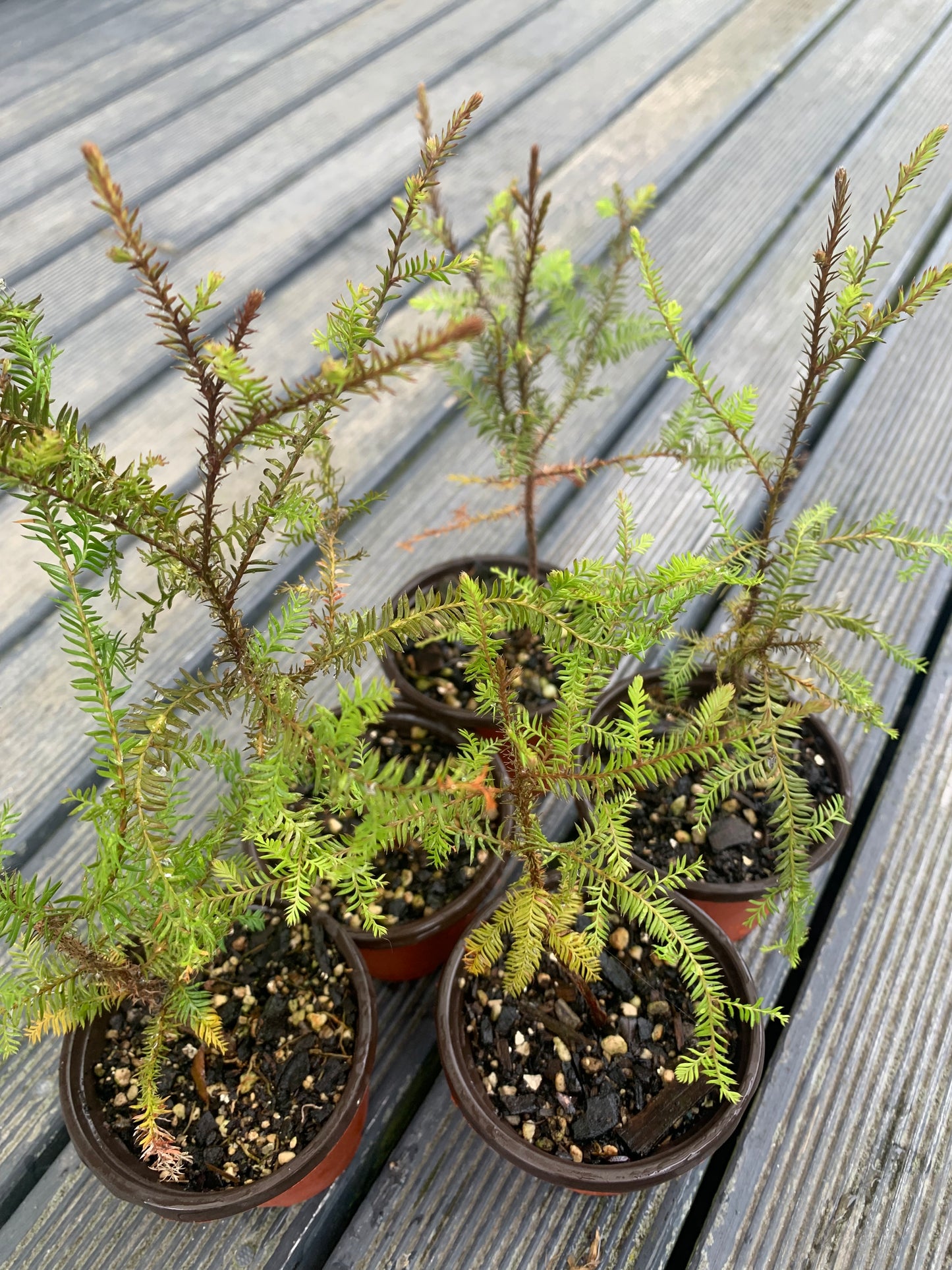 60 Kahikatea seeds (NZ's Tallest Native Tree)