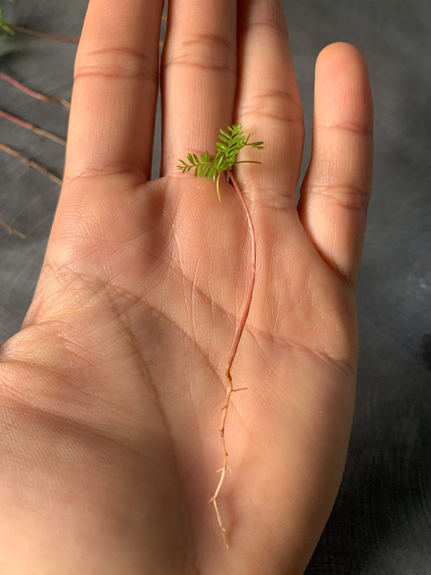 30 Kahikatea Seedlings (NZs Tallest Native Tree)