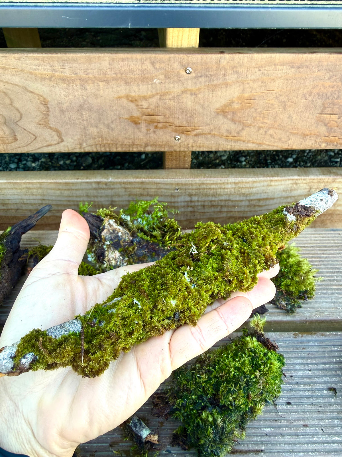 Natural Moss Covered Sticks - 10 Piece Terrarium Pack