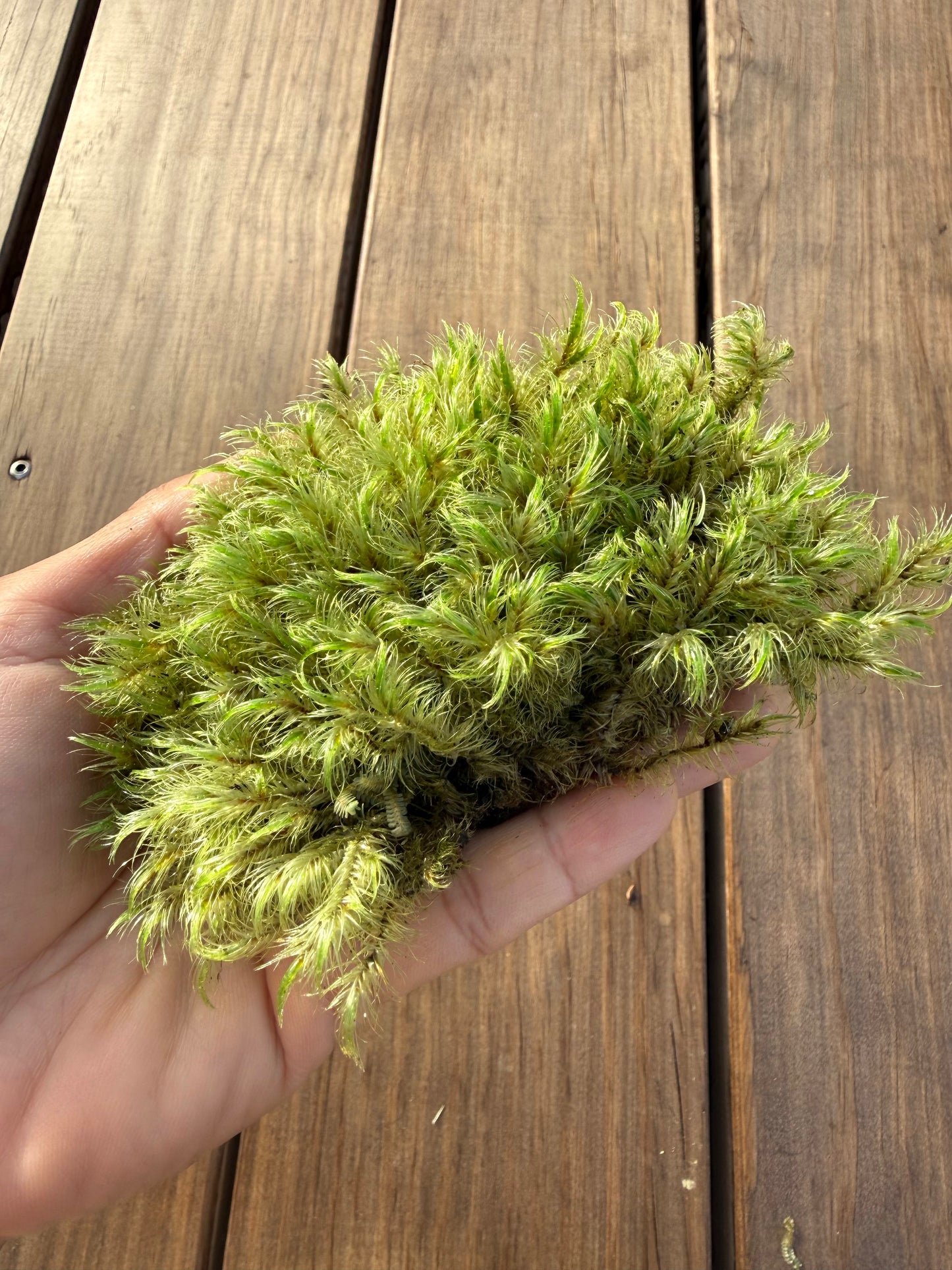 Mixed Preserved Moss – 3 Natural Varieties for Moss Walls & Crafts