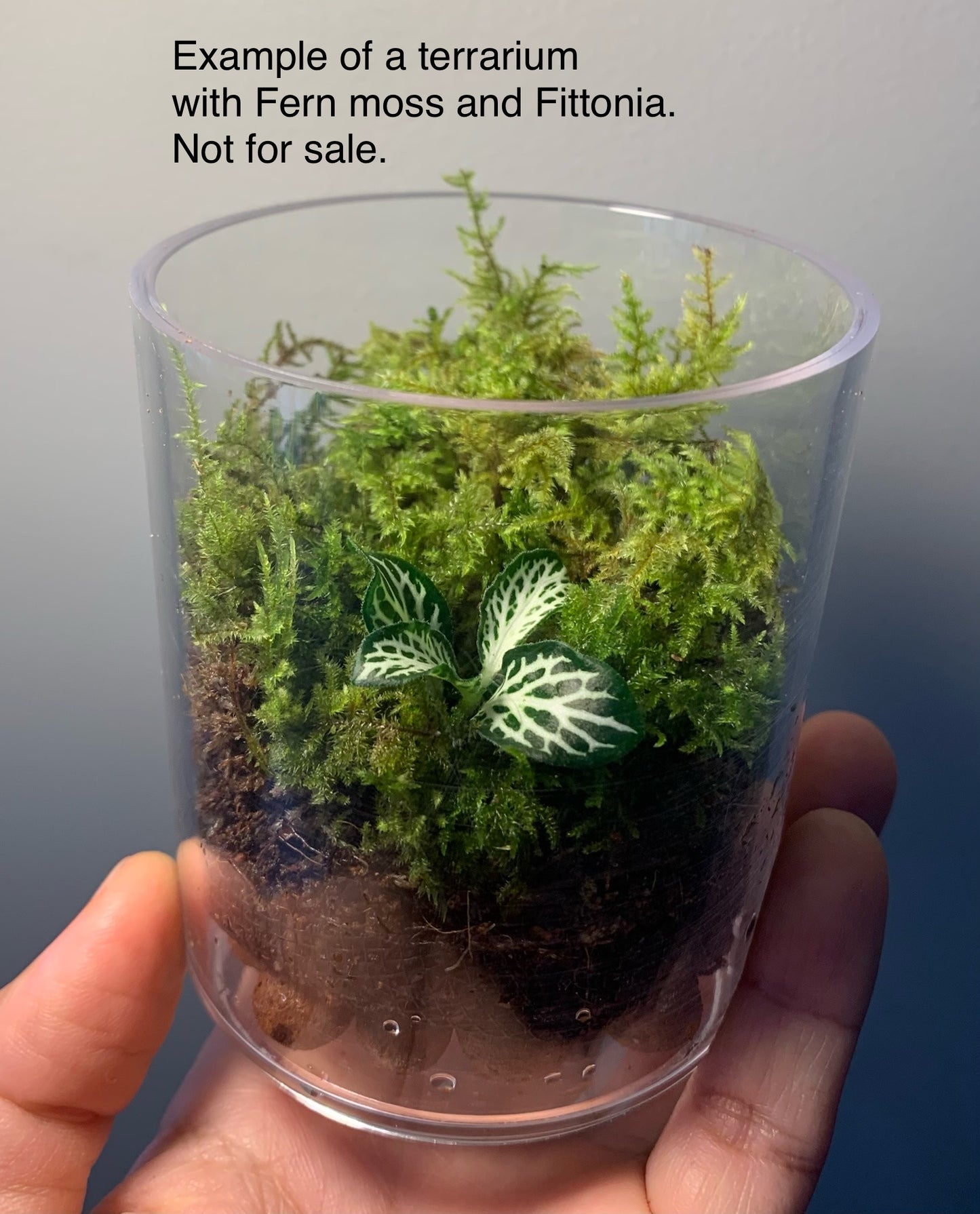 Fern Moss (Thuidium furfurosum)