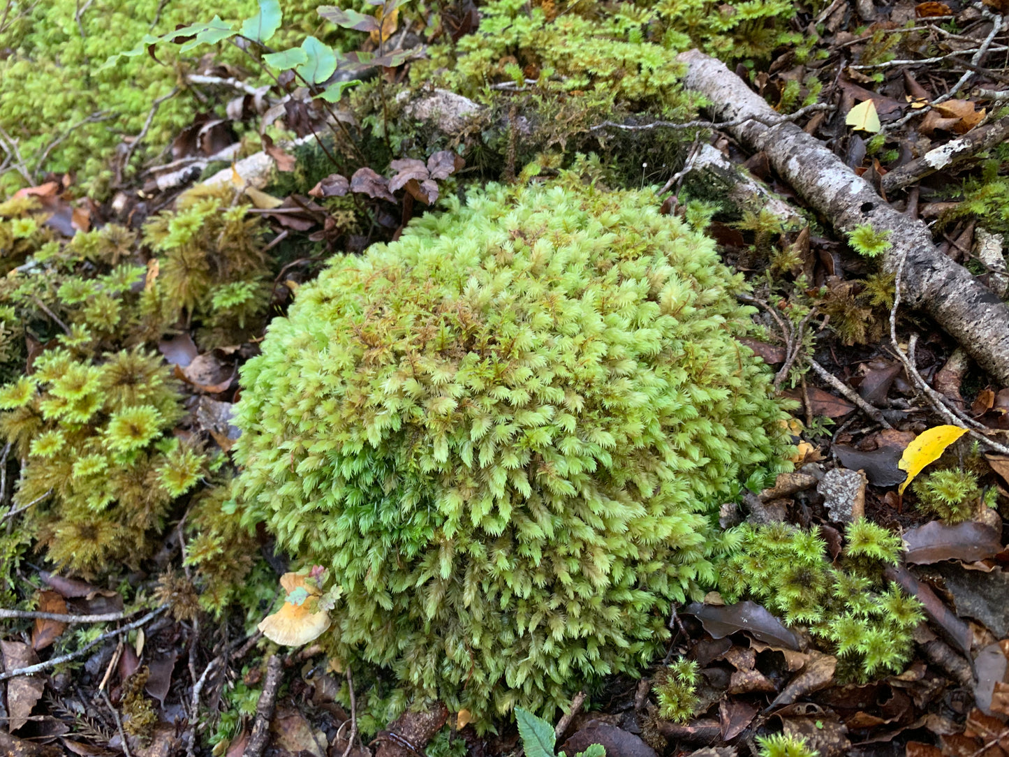 Milk Moss, Pincushion moss (Leucobryum javense)
