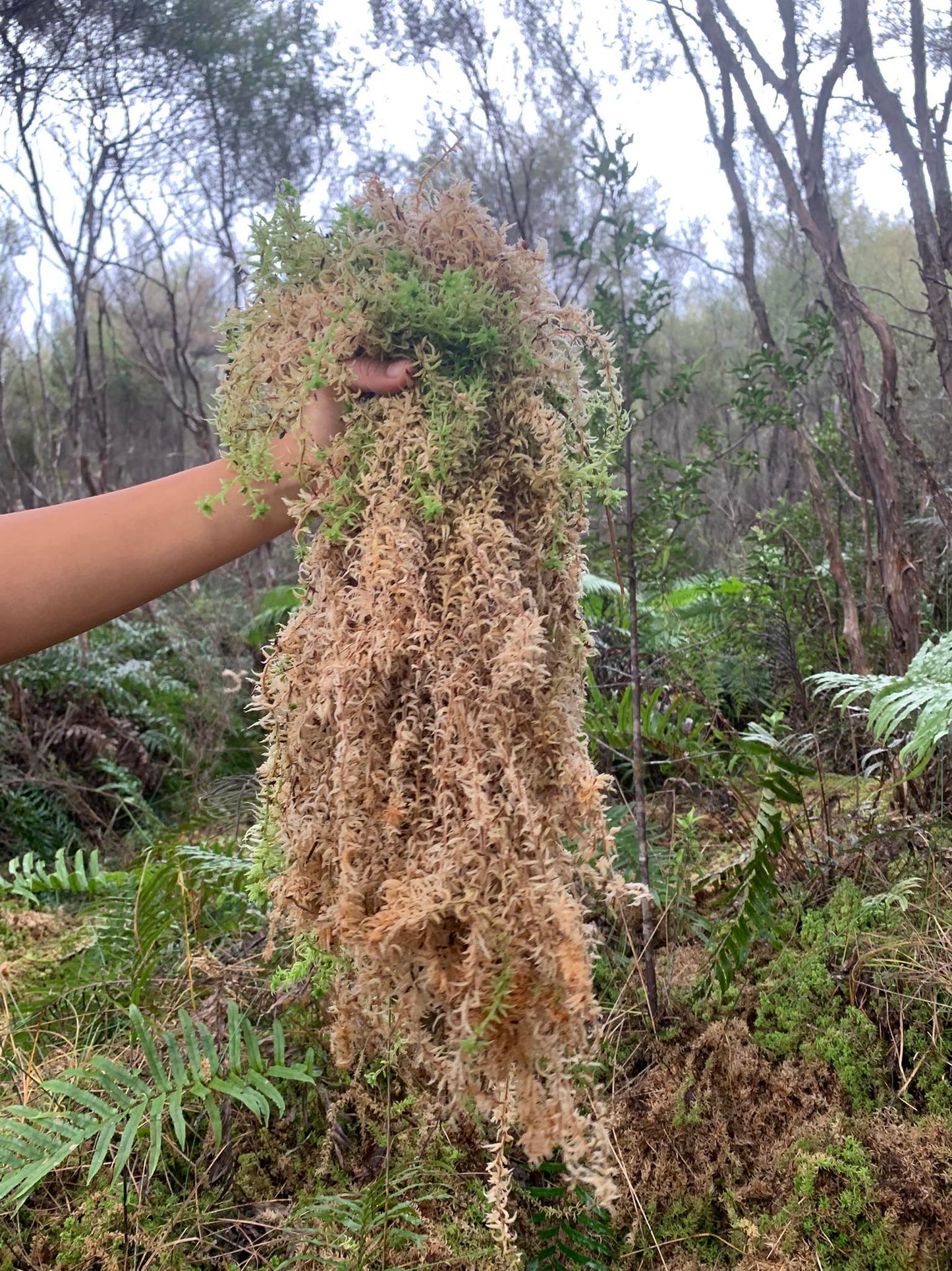 5 Kg. Fresh West Coast Sphagnum Moss (Ready to use)