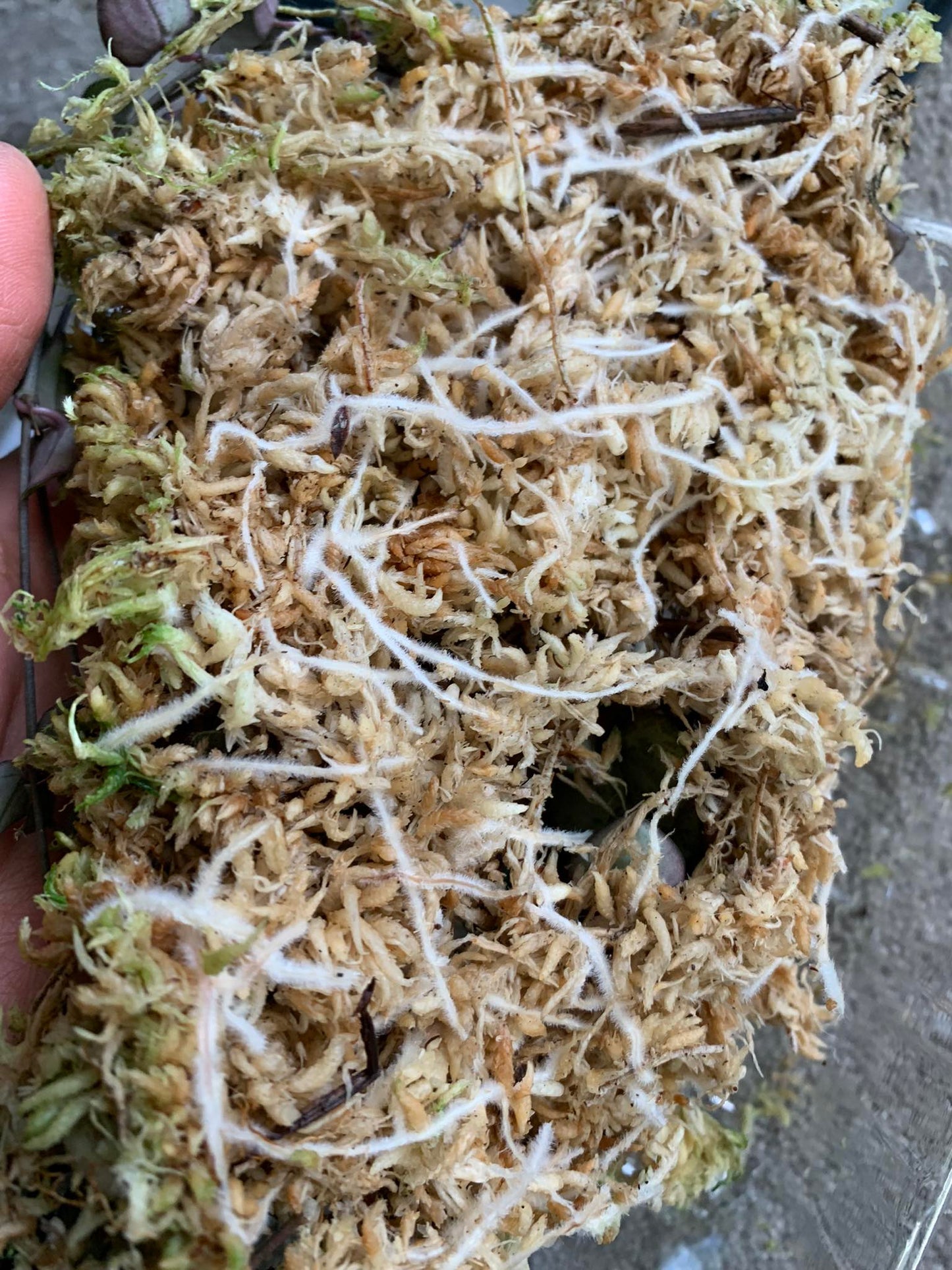 1 Kg. Fresh West Coast Sphagnum Moss (Ready to use)