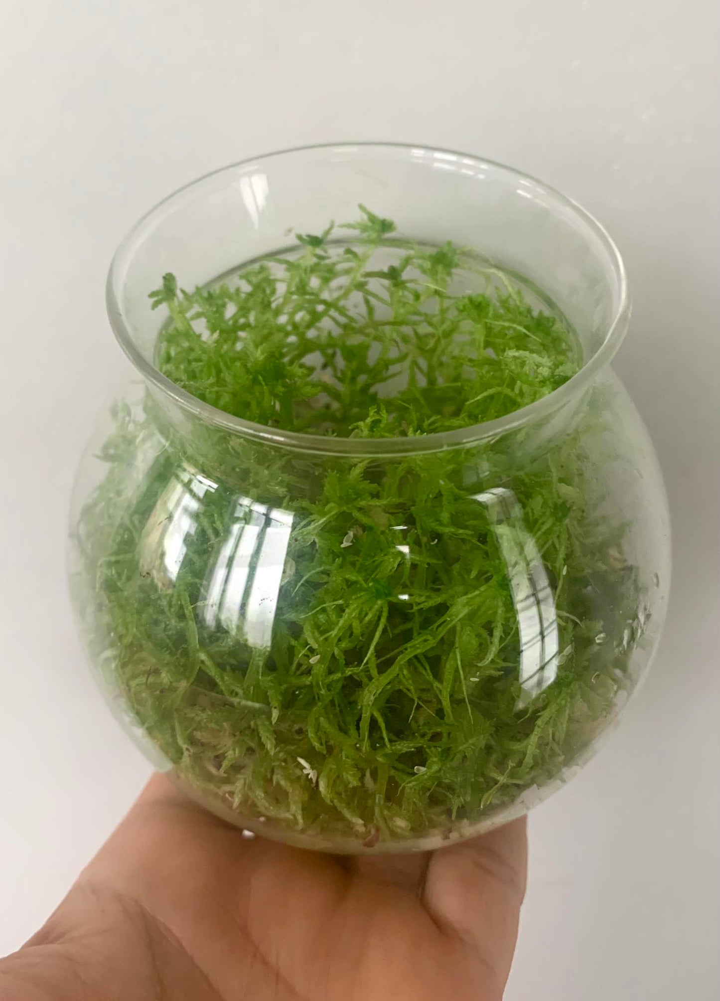 Live Green Sphagnum Moss Tips (Sphagnum cristatum)