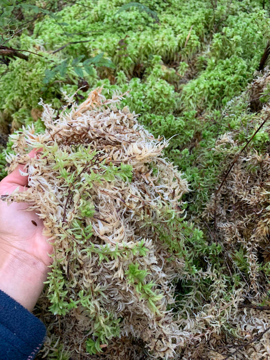 5 Kg. Fresh West Coast Sphagnum Moss (Ready to use)