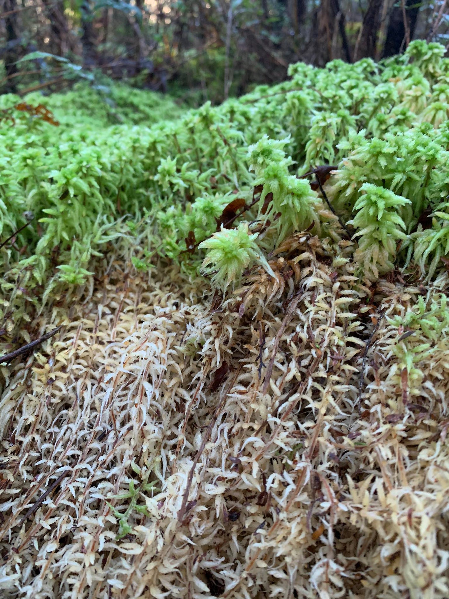 Live Green Sphagnum Moss Tips (Sphagnum cristatum)