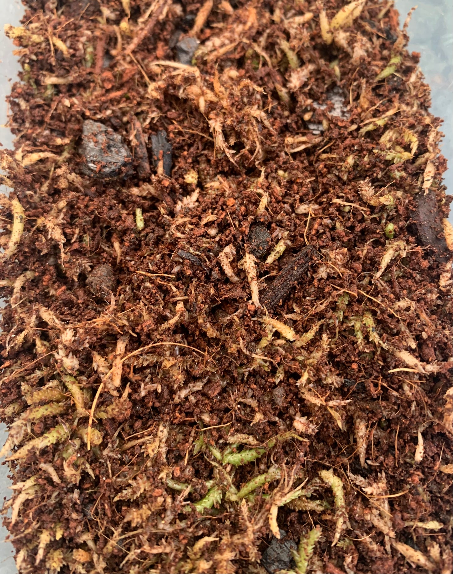 Terrarium Substrate, Ready to use