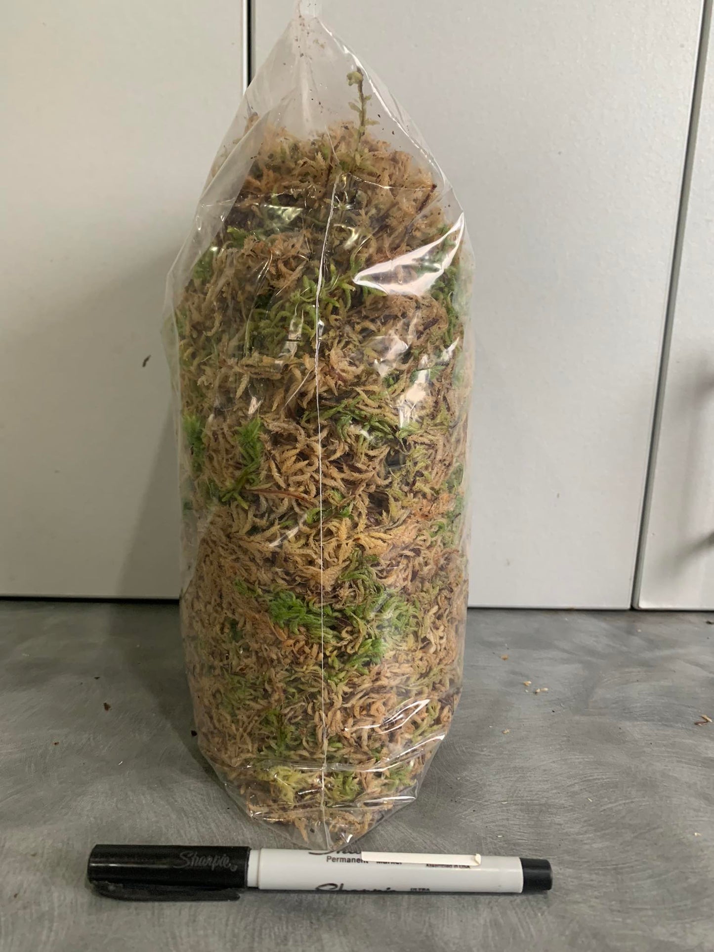 1 Kg. Fresh West Coast Sphagnum Moss (Ready to use)