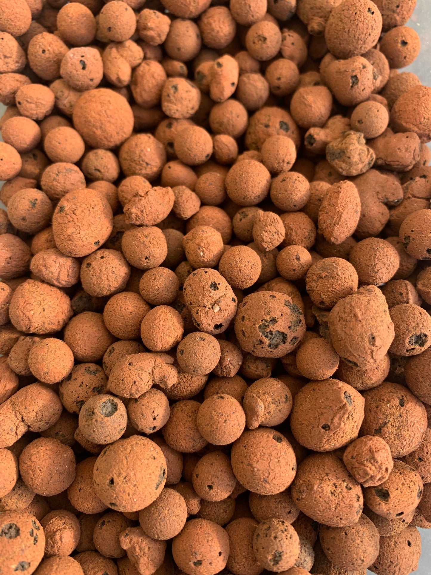 Leca – Canna Aqua Clay Pebbles (Drainage Layer for Terrariums)