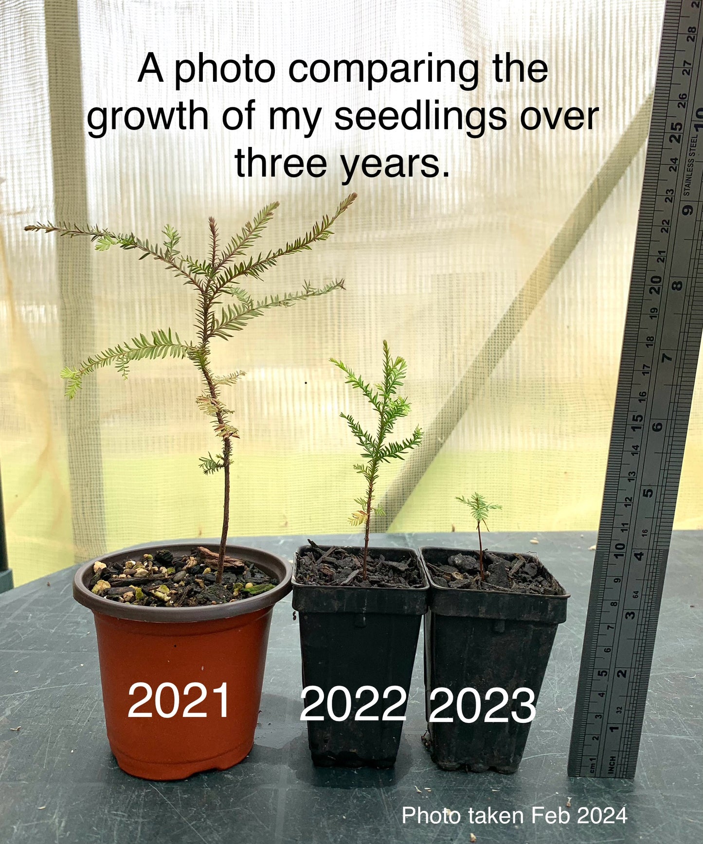 30 Kahikatea Seedlings (NZs Tallest Native Tree)