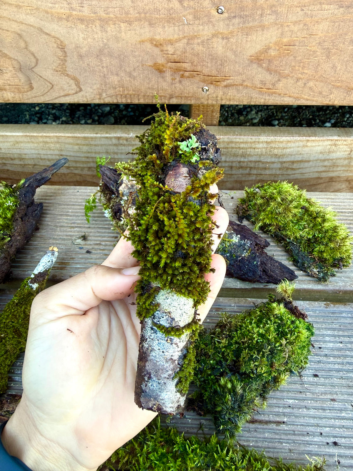Natural Moss Covered Sticks - 10 Piece Terrarium Pack