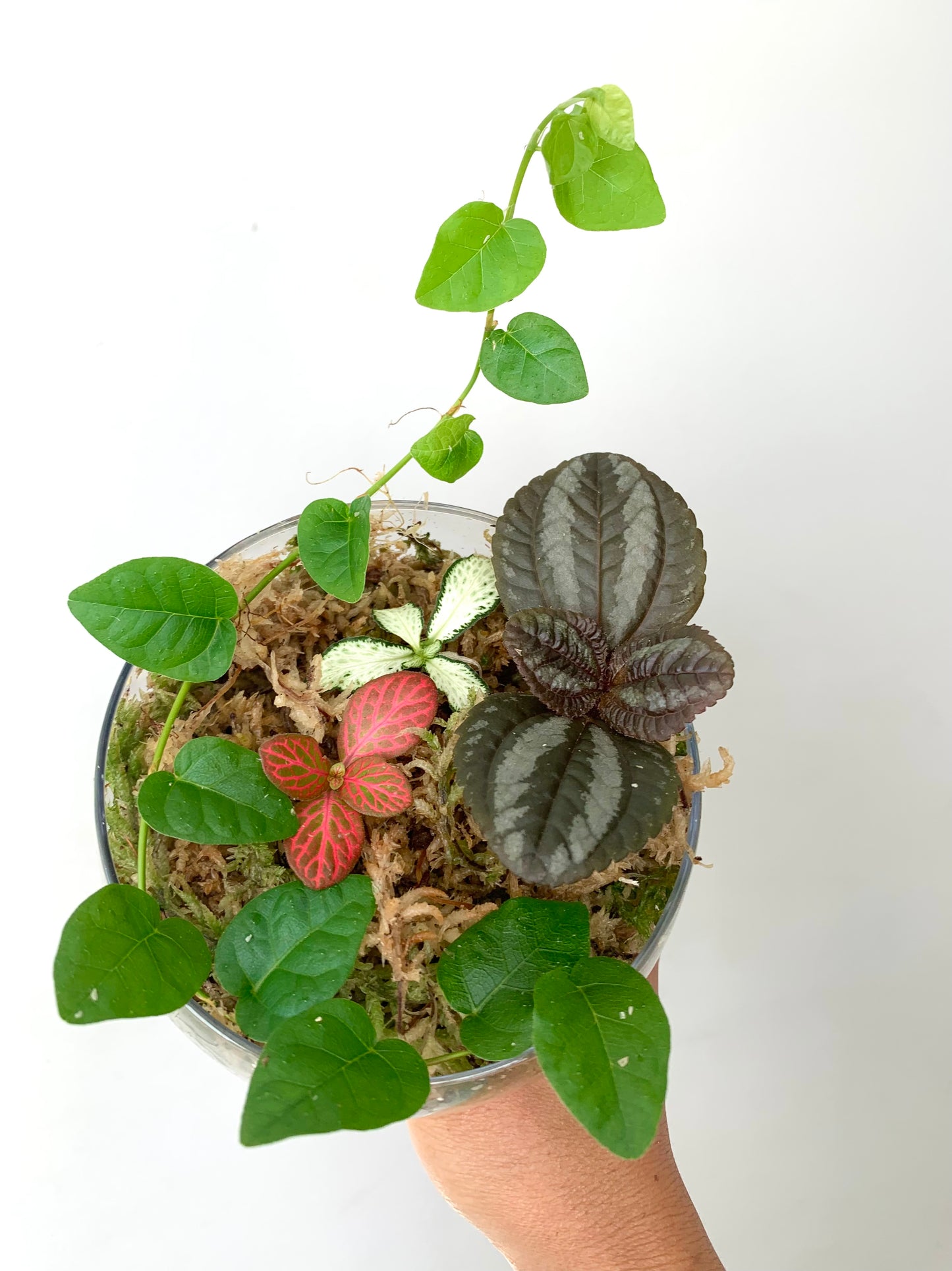 Terrarium Plants Rooted Cutting Pack