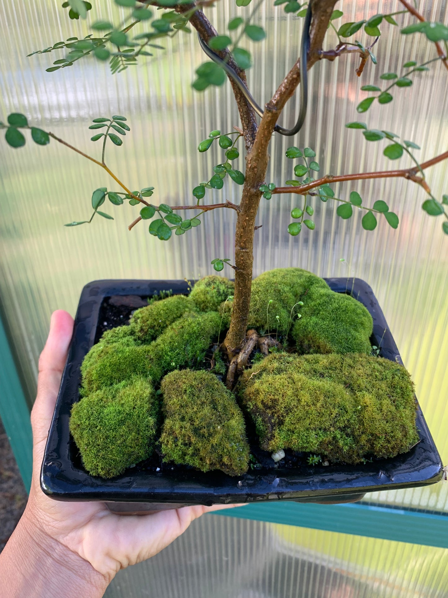 Threaded moss (Bryum moss, Sun Tolerant Moss)