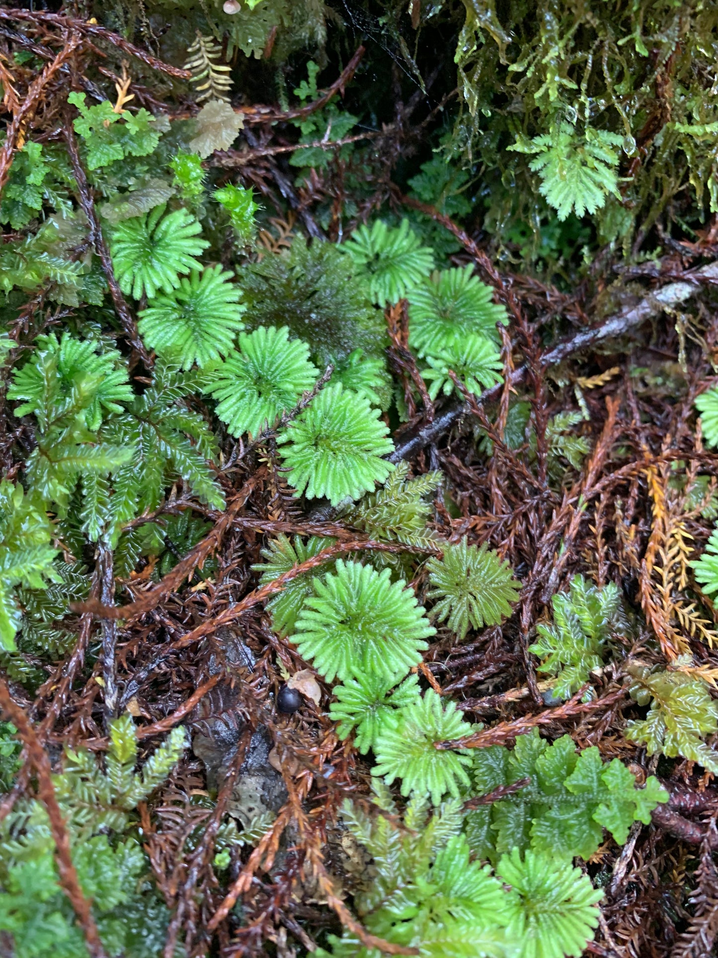 Umbrella Moss #2 (Hypopterygium rotulatum) Rare