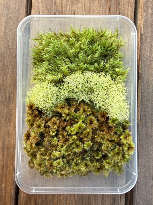 Mixed Preserved Moss – 3 Natural Varieties for Moss Walls & Crafts