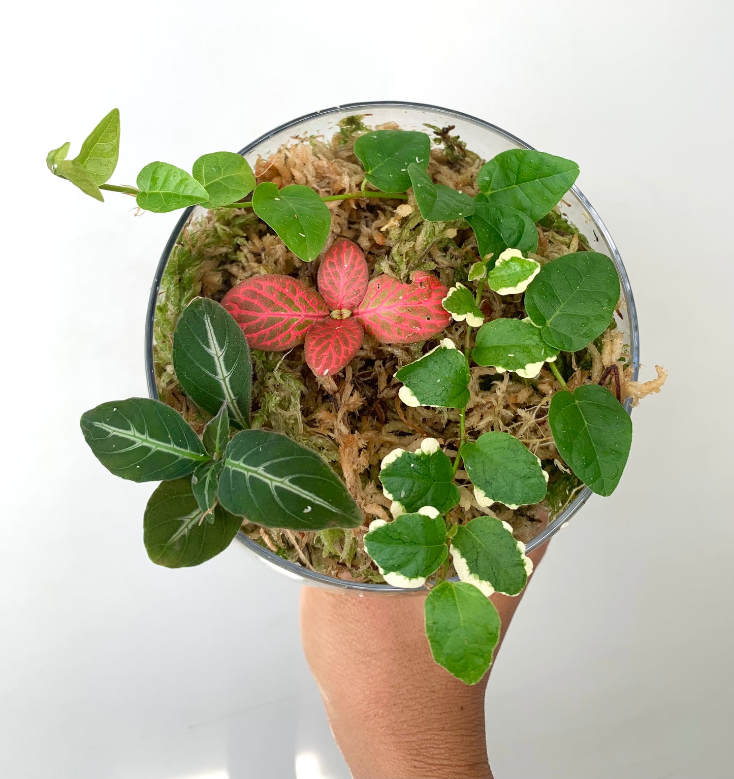 Terrarium Plants Rooted Cutting Pack
