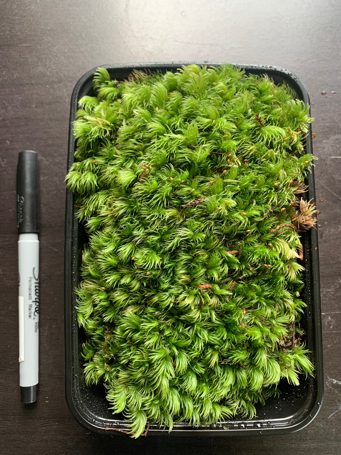 Milk Moss, Pincushion moss (Leucobryum javense)