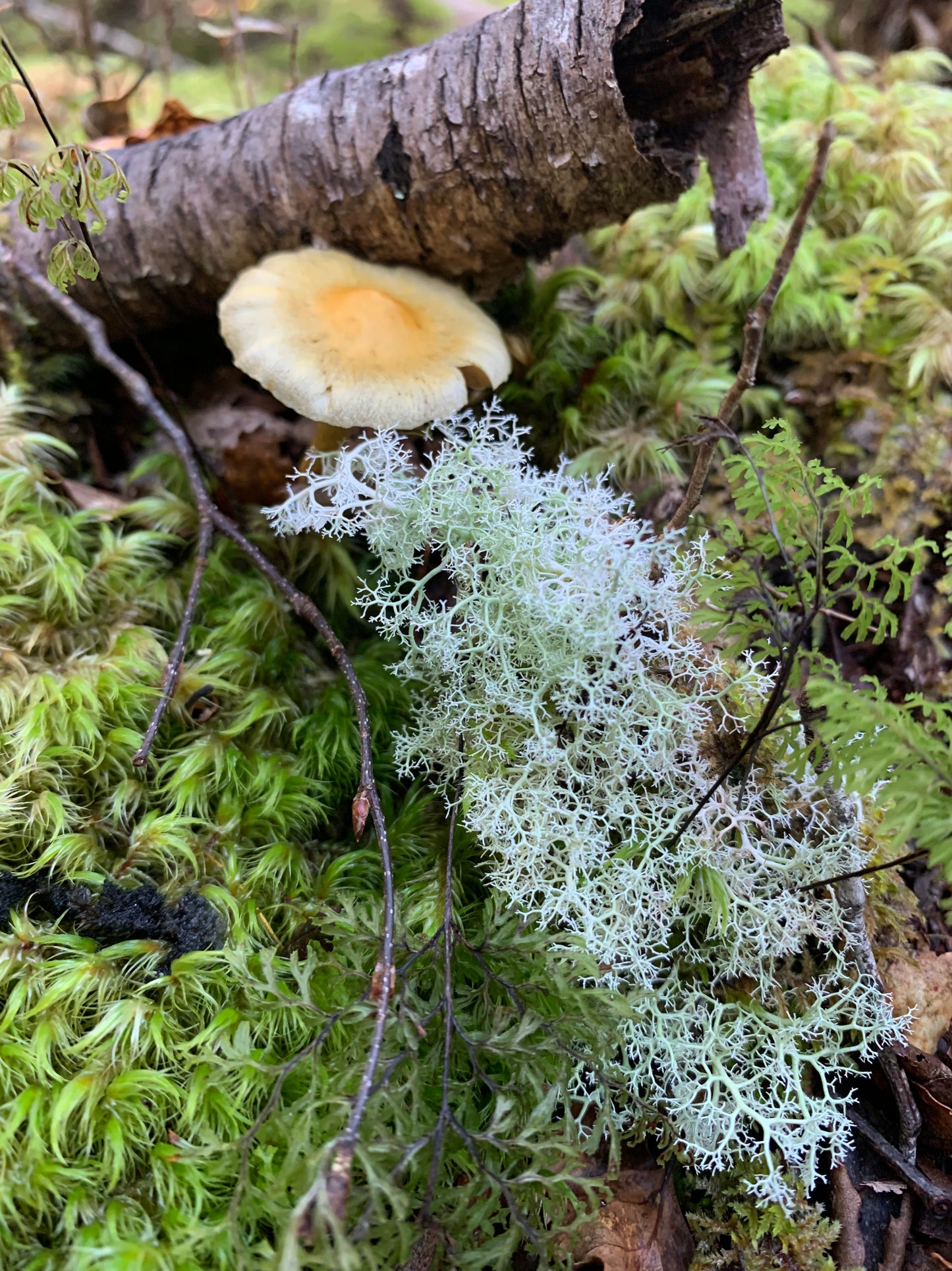 Reindeer Moss (Cladonia evansii, Reindeer Lichen) Rare