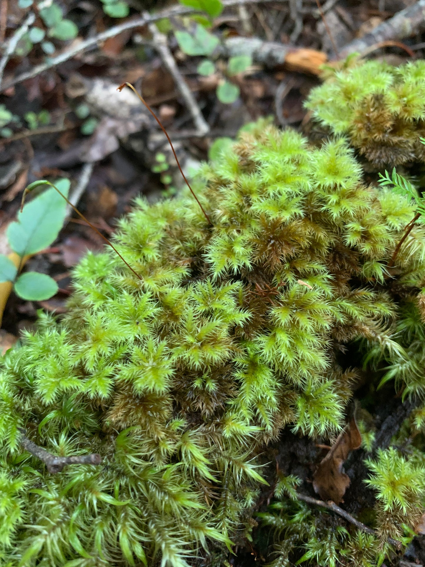 Umbrella Moss #3 (Hypnodendron colensoi)