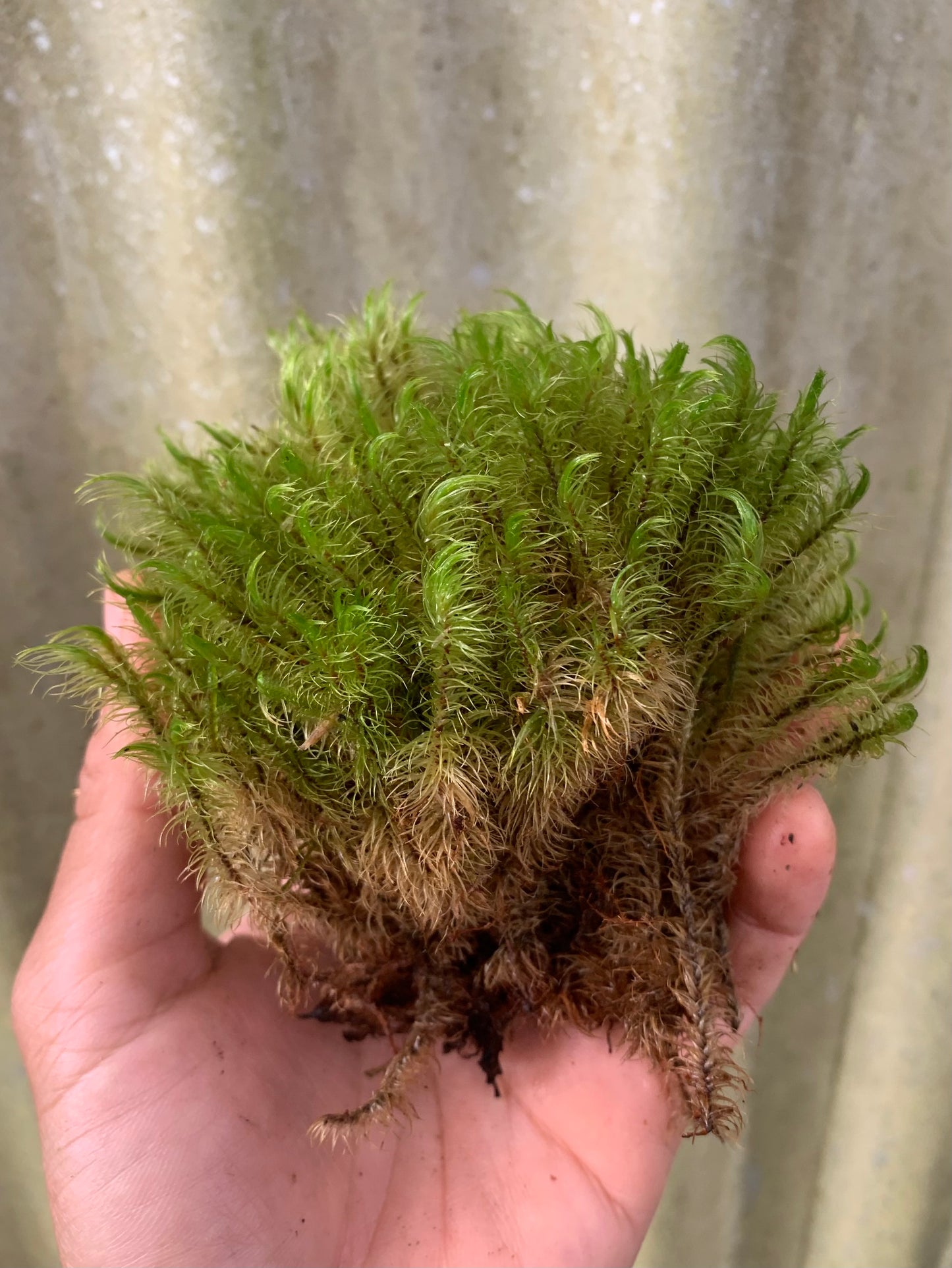 Mood moss (Dicranoloma dicarpum)